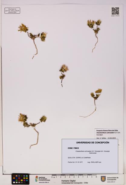 Chaetanthera schroederi [Espécimen: UDEC:CONC:0179615]