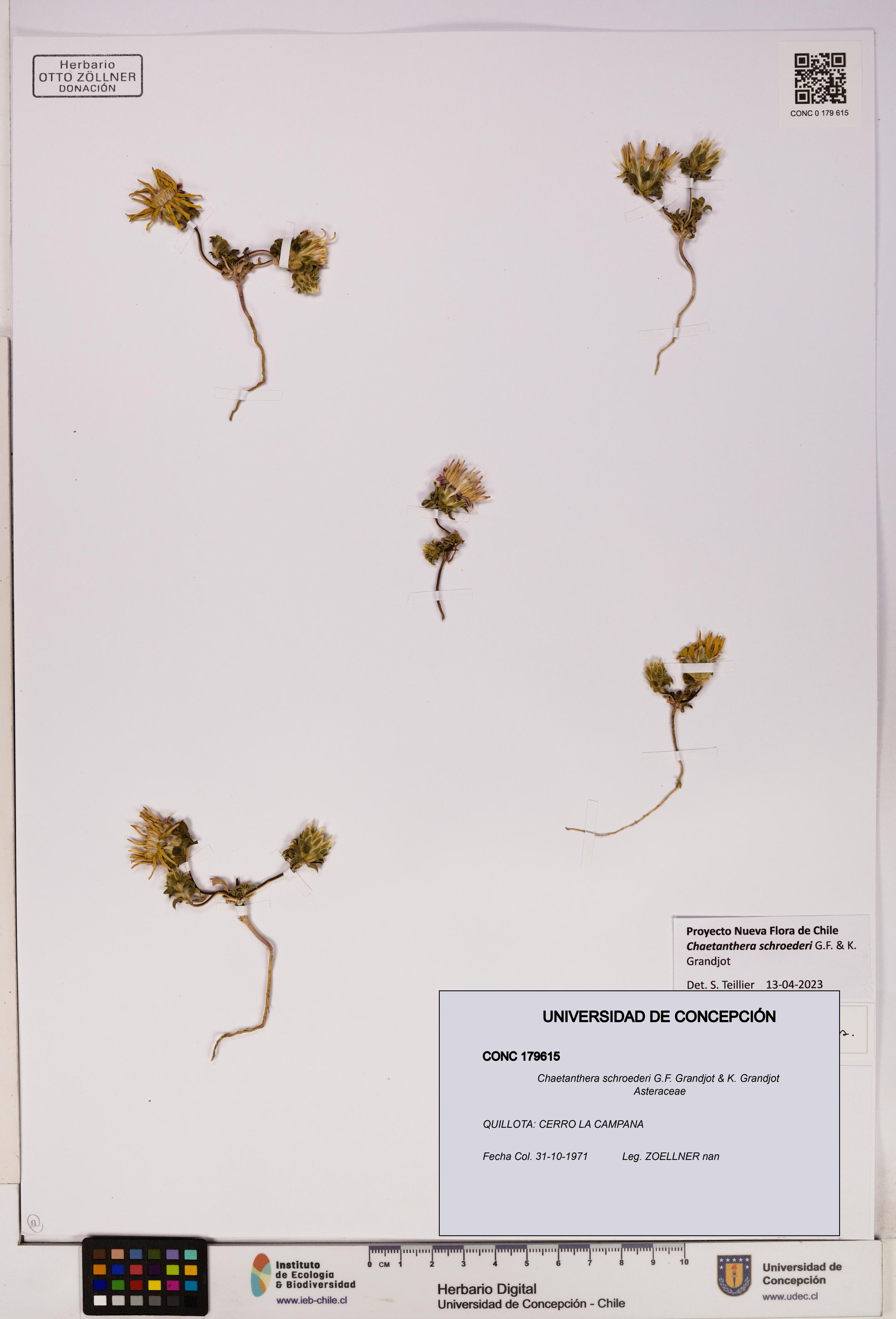 Chaetanthera schroederi [Espécimen: UDEC:CONC:0179615]