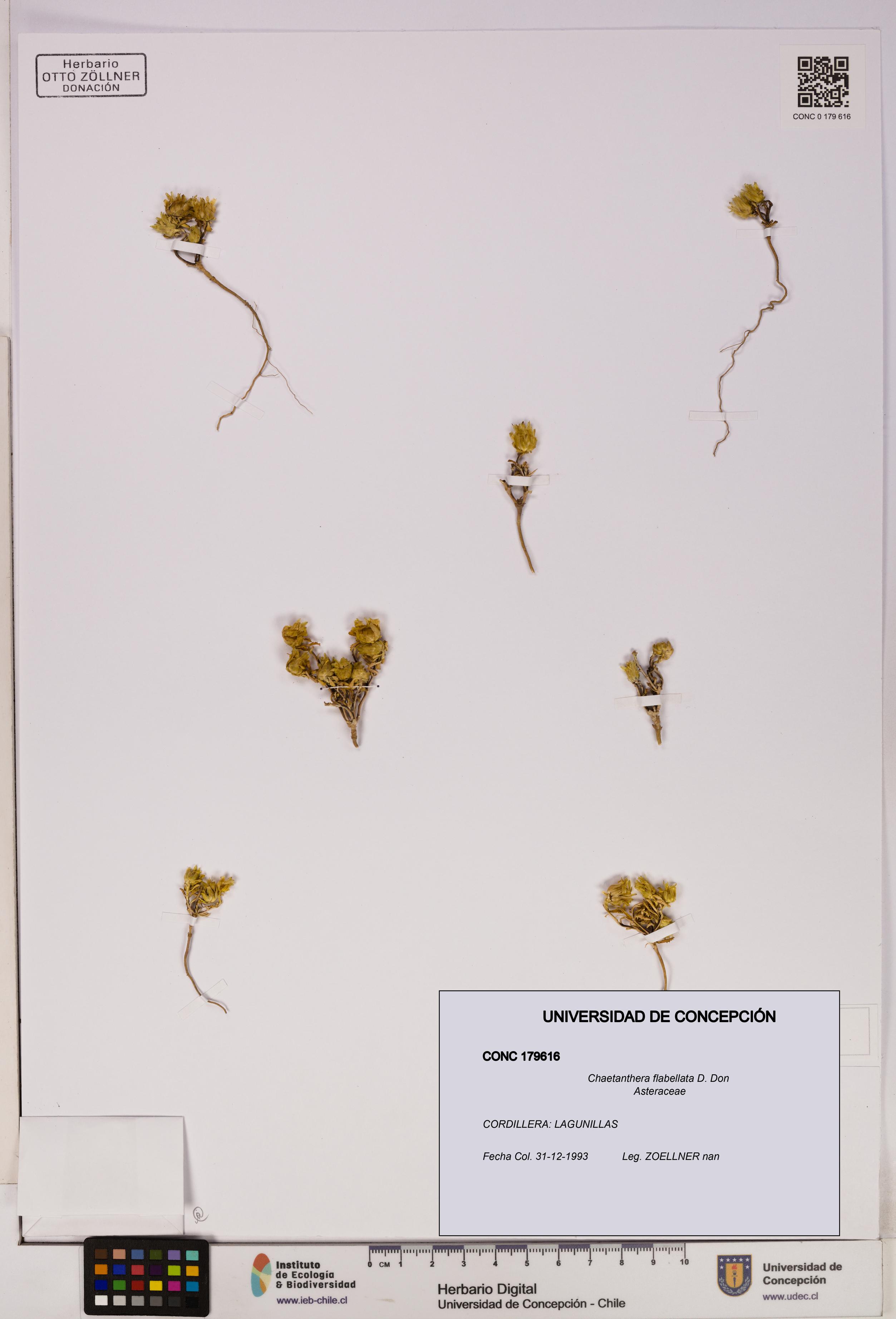 Chaetanthera flabellata [Espécimen: UDEC:CONC:0179616]