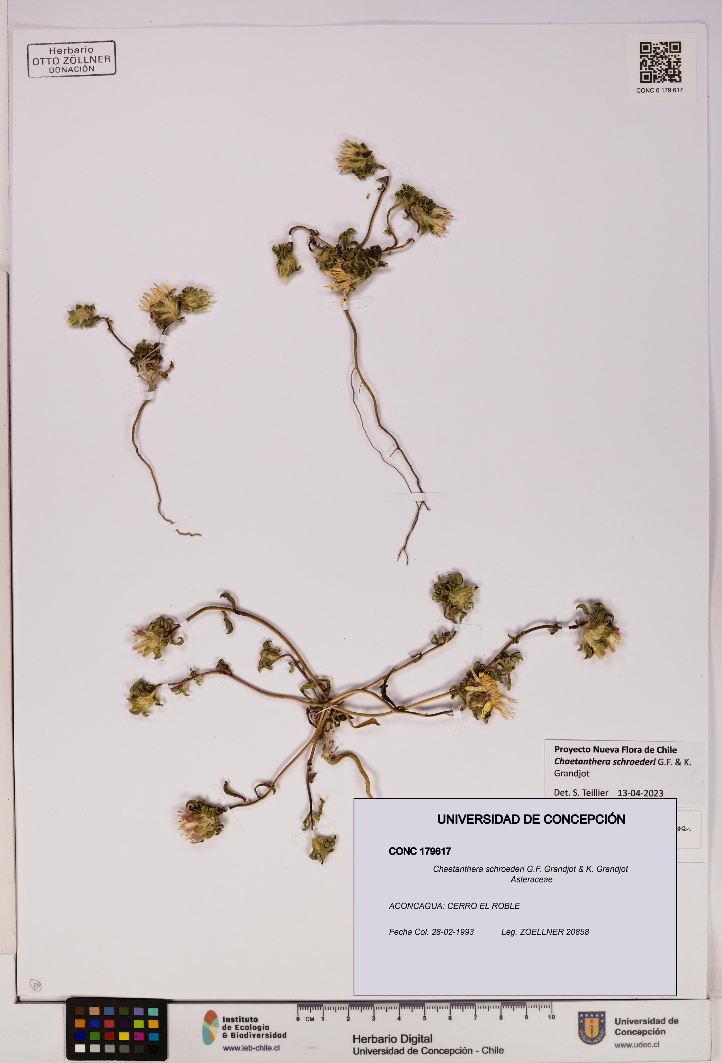 Chaetanthera schroederi [Espécimen: UDEC:CONC:0179617]
