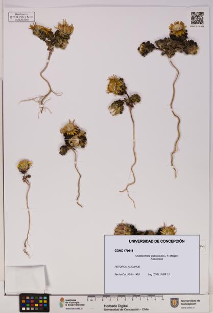 Chaetanthera glabrata [Espécimen: UDEC:CONC:0179618]