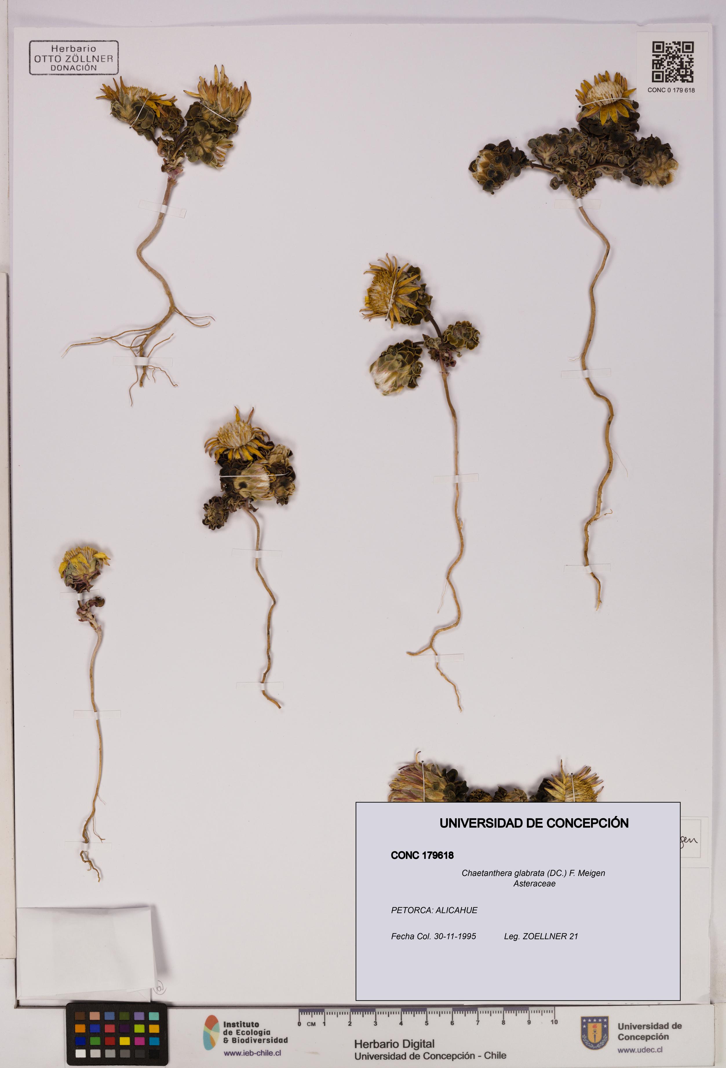 Chaetanthera glabrata [Espécimen: UDEC:CONC:0179618]