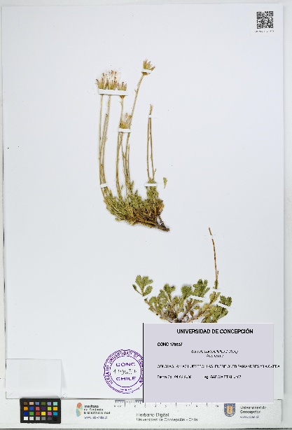 Senecio clarioneifolius [Espécimen: UDEC:CONC:0179637]