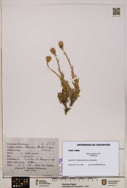 Senecio argyreus [Espécimen: UDEC:CONC:0179639]