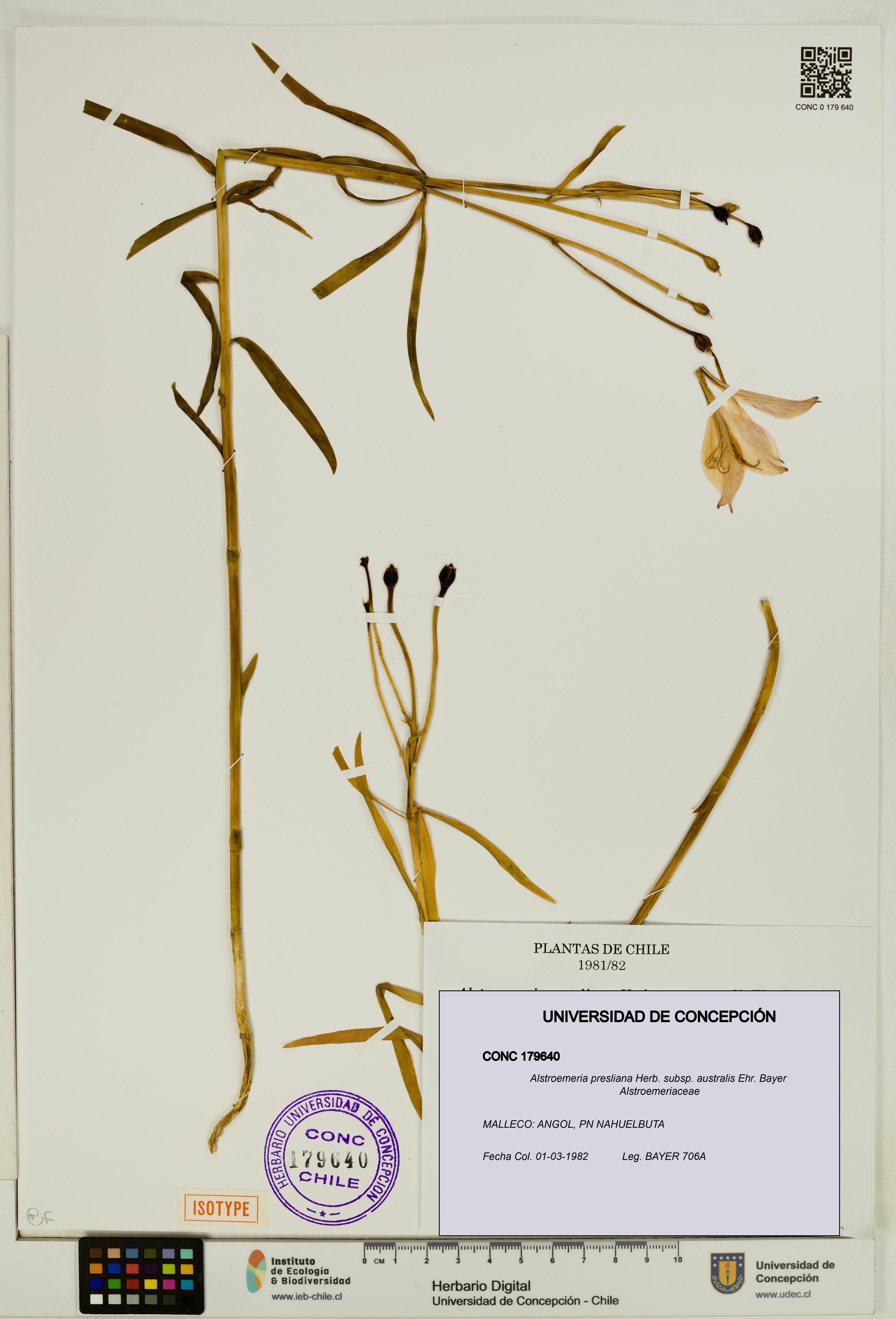 Alstroemeria presliana subsp. australis [Espécimen: UDEC:CONC:0179640]