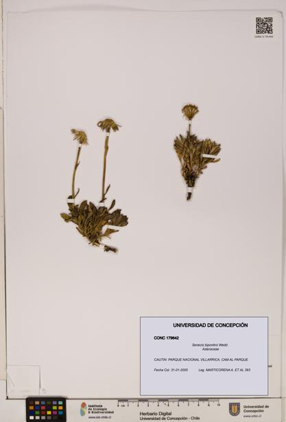 Senecio bipontinii [Espécimen: UDEC:CONC:0179642]