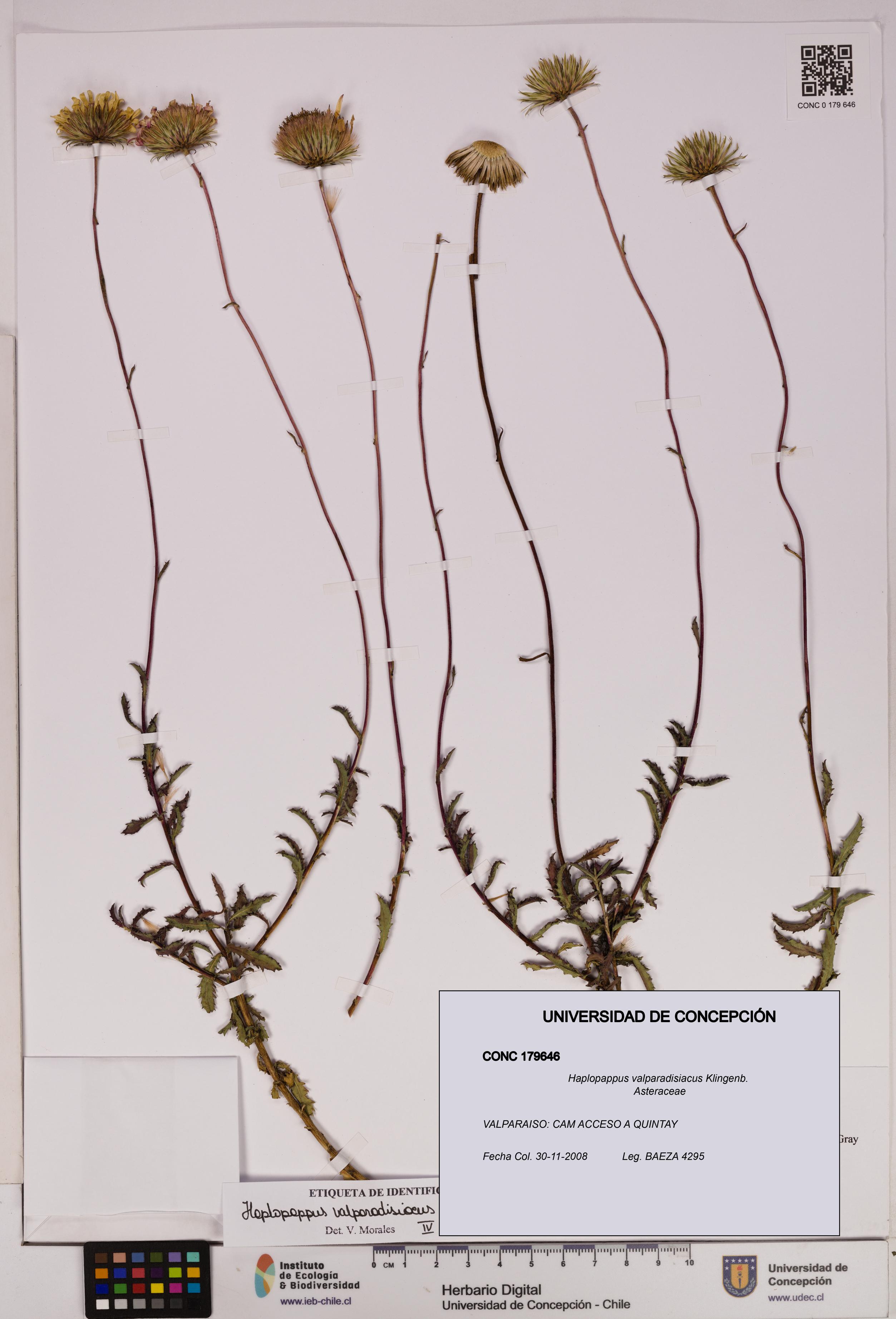 Haplopappus valparadisiacus [Espécimen: UDEC:CONC:0179646]