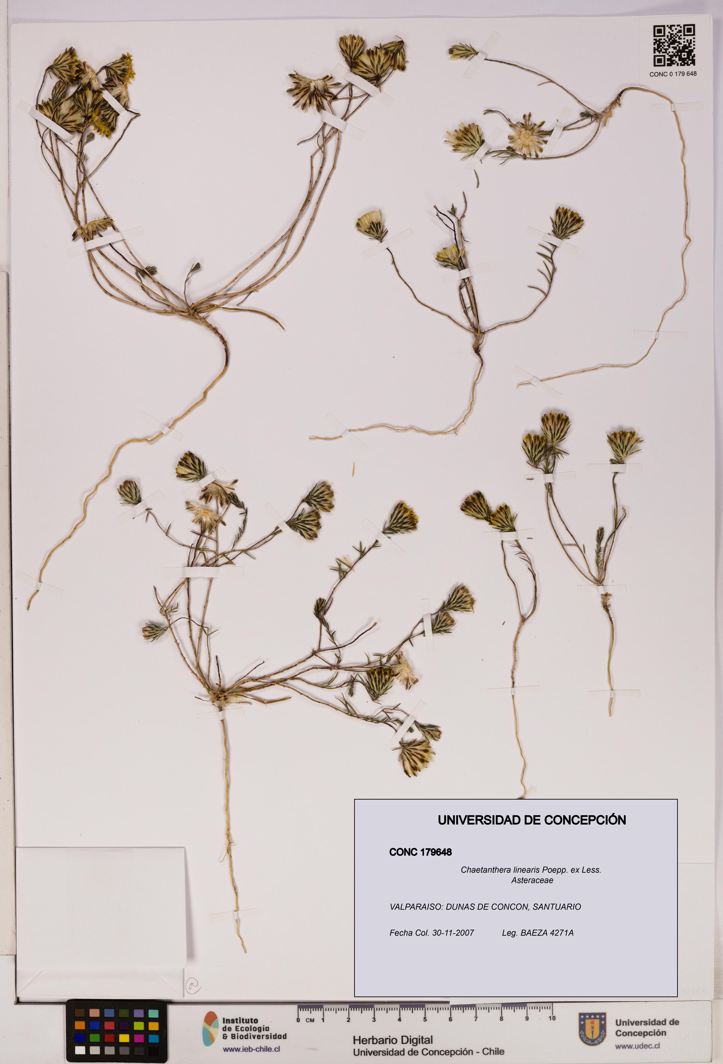 Chaetanthera linearis [Espécimen: UDEC:CONC:0179648]