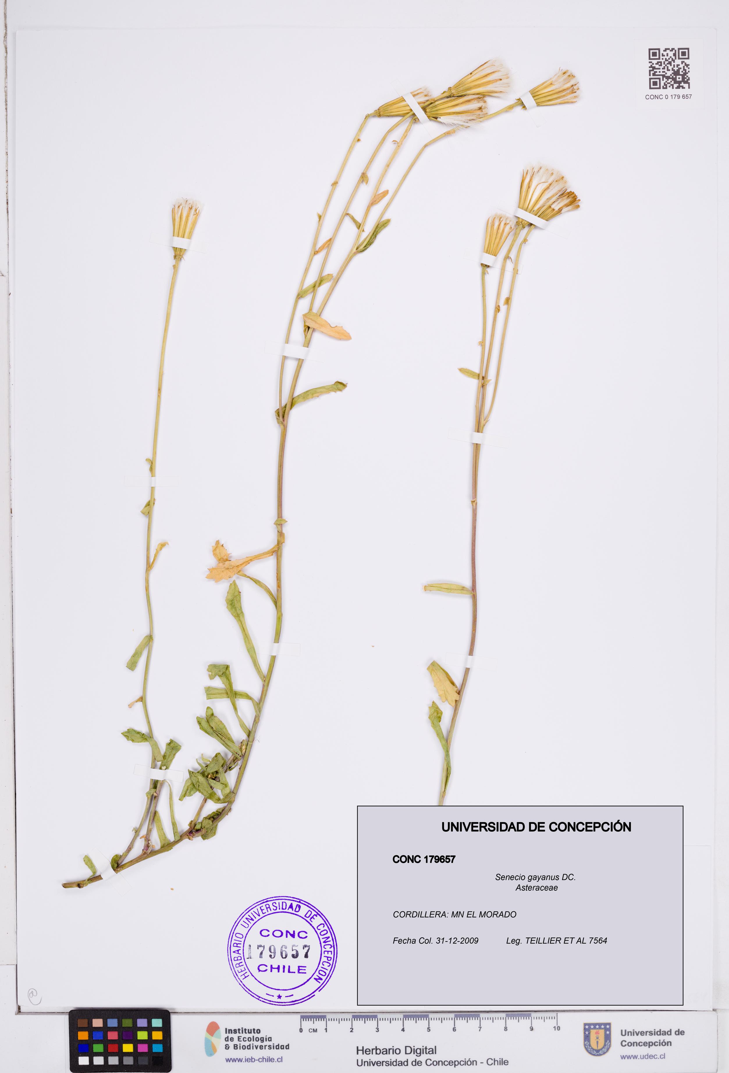 Senecio gayanus [Espécimen: ]