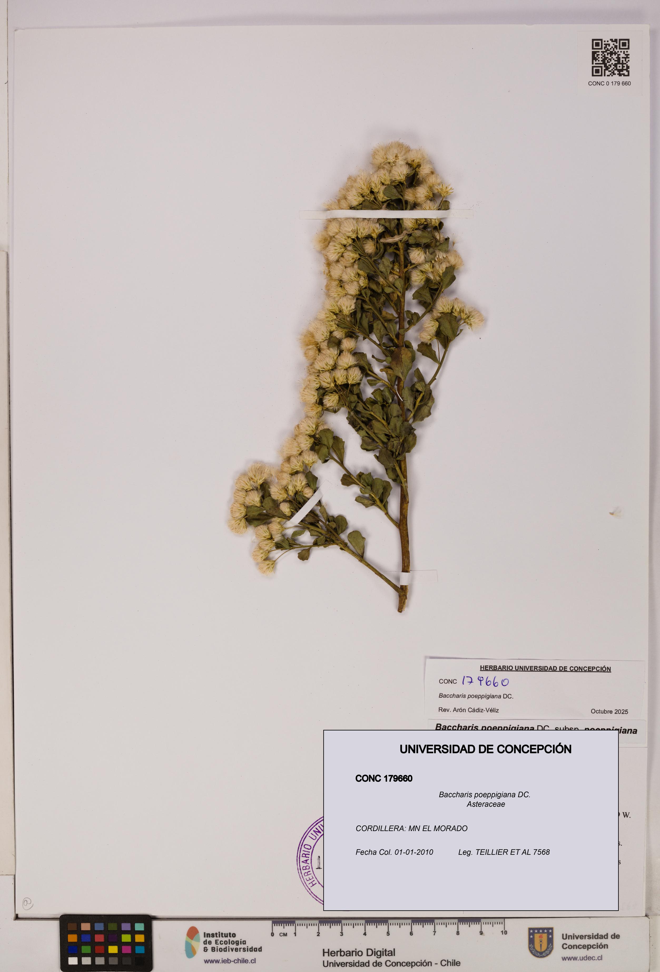 Baccharis poeppigiana [Espécimen: UDEC:CONC:0179660]