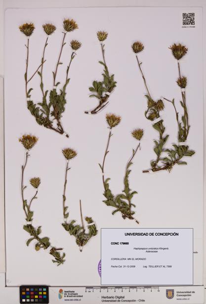Haplopappus undulatus [Espécimen: UDEC:CONC:0179665]