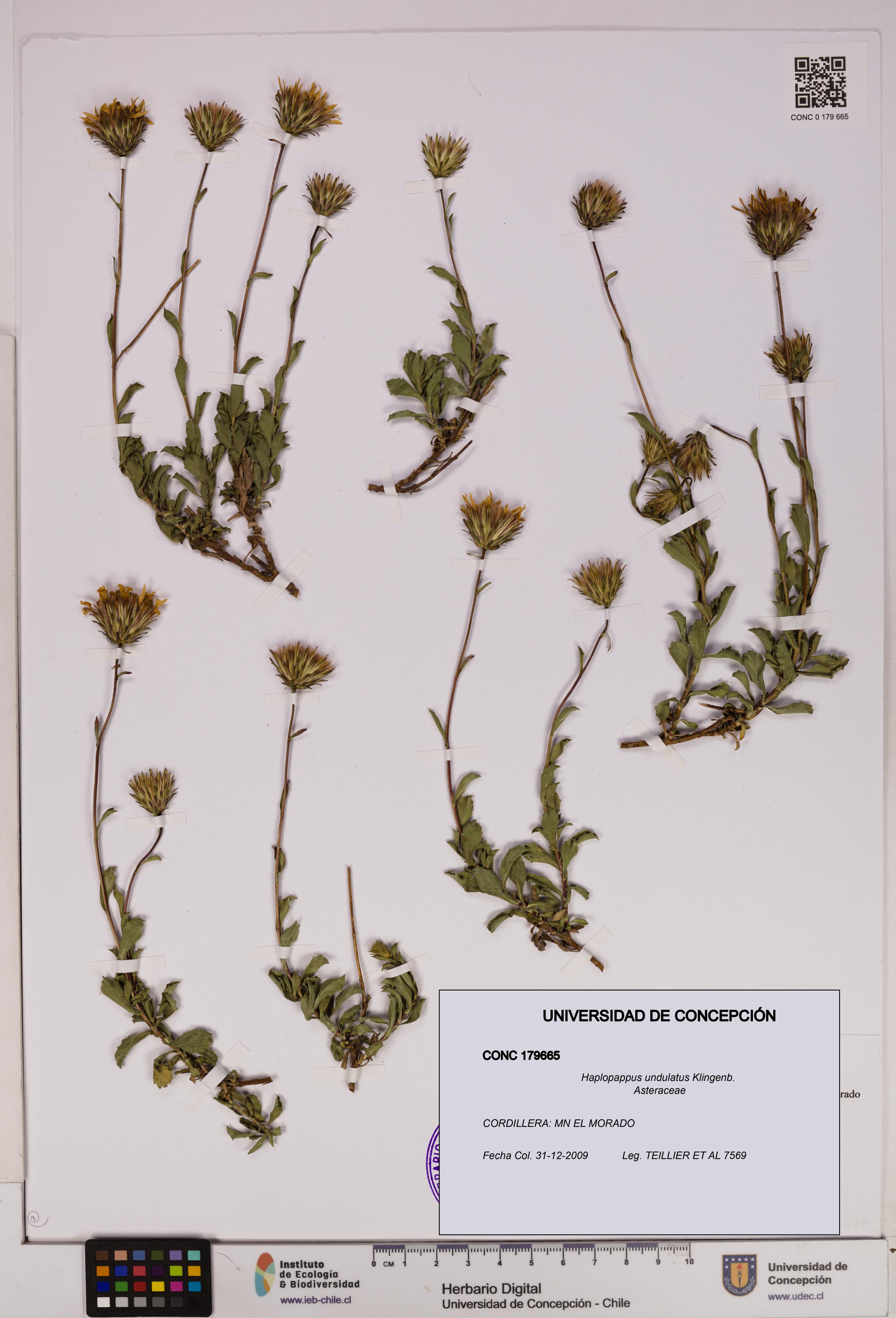 Haplopappus undulatus [Espécimen: UDEC:CONC:0179665]