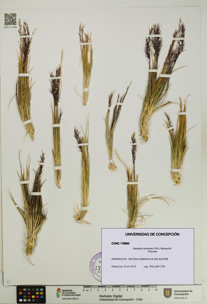 Nassella nardoides [Espécimen: UDEC:CONC:0179683]
