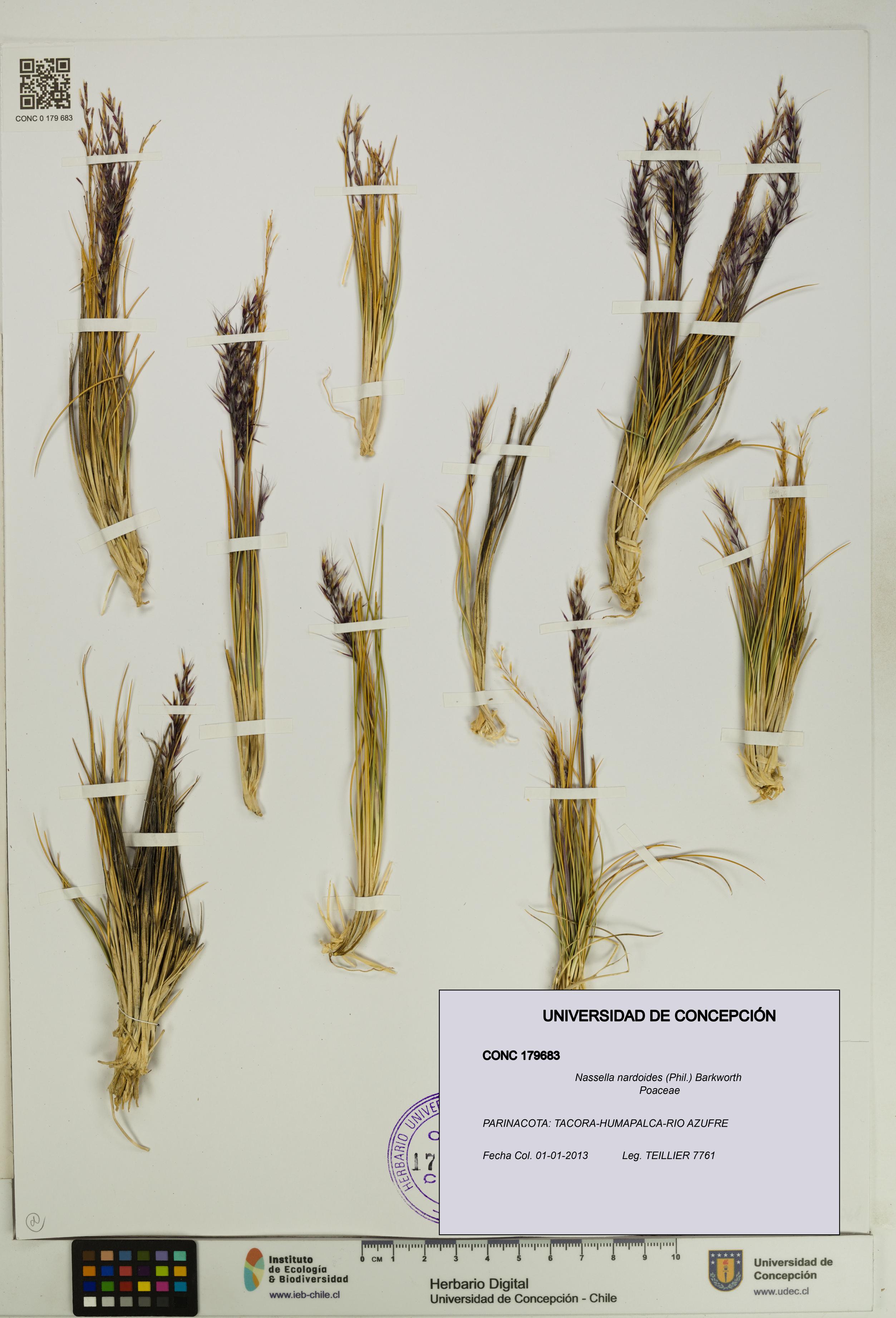 Nassella nardoides [Espécimen: UDEC:CONC:0179683]