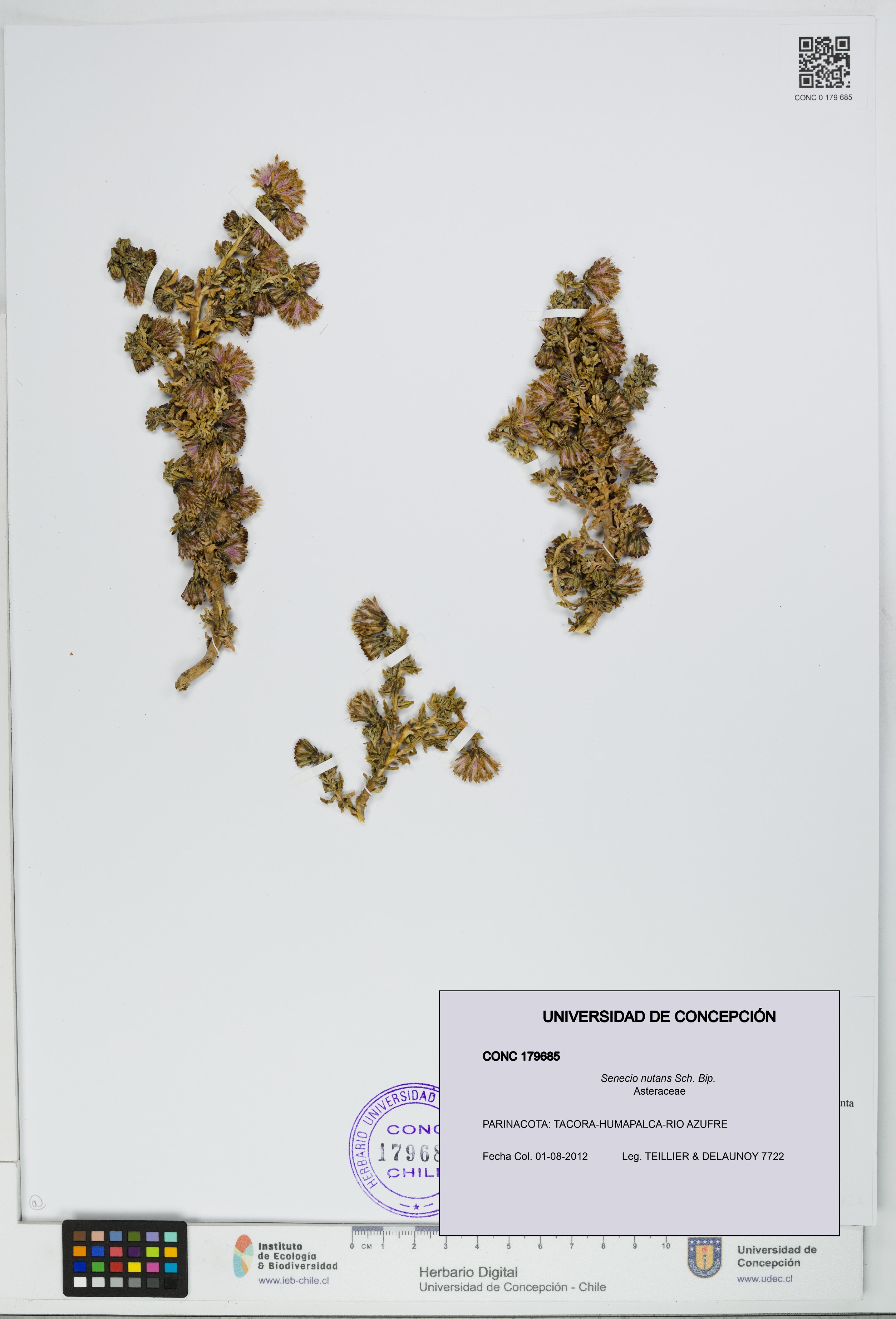 Senecio nutans [Espécimen: UDEC:CONC:0179685]