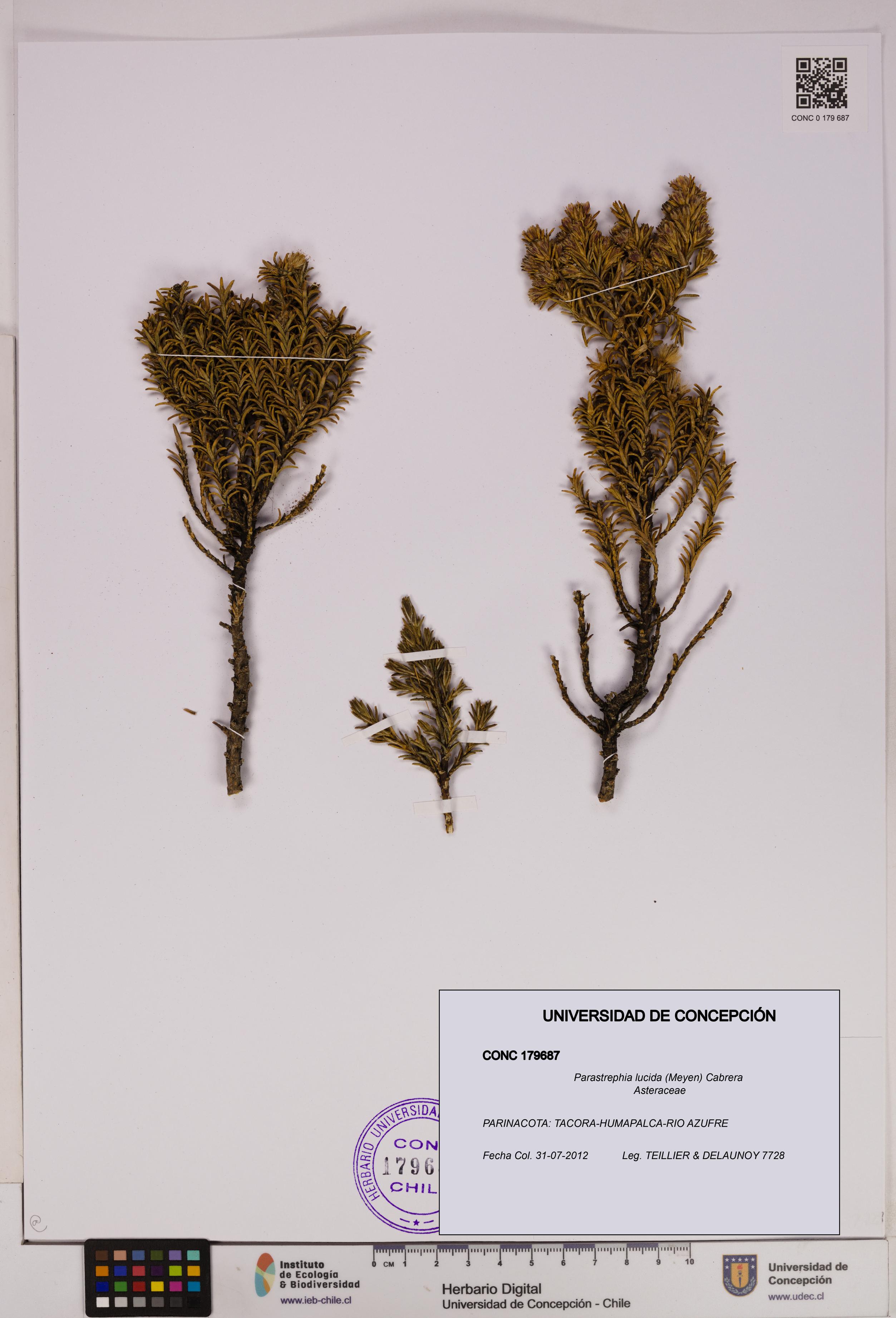 Parastrephia lucida [Espécimen: UDEC:CONC:0179687]