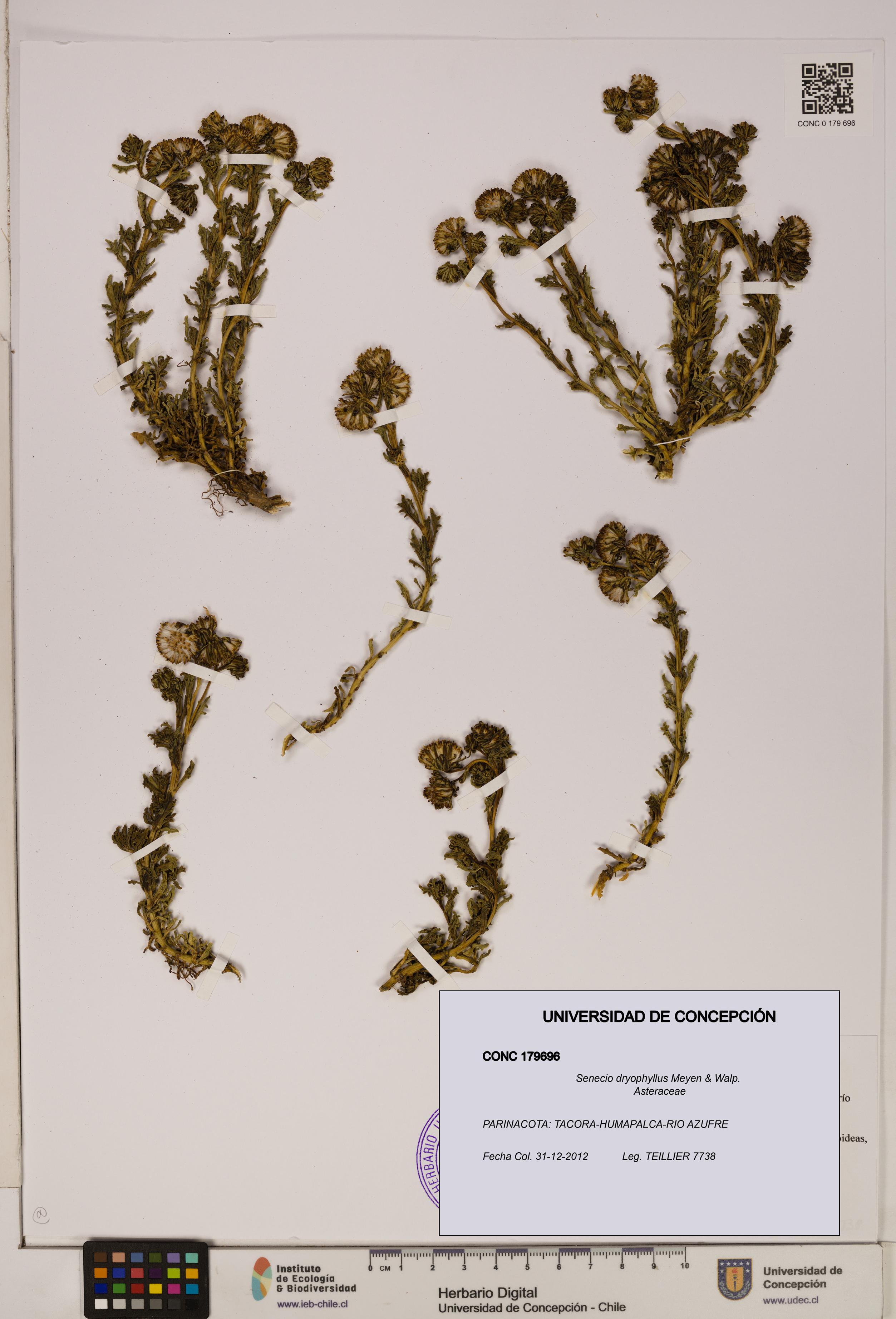 Senecio dryophyllus [Espécimen: UDEC:CONC:0179696]