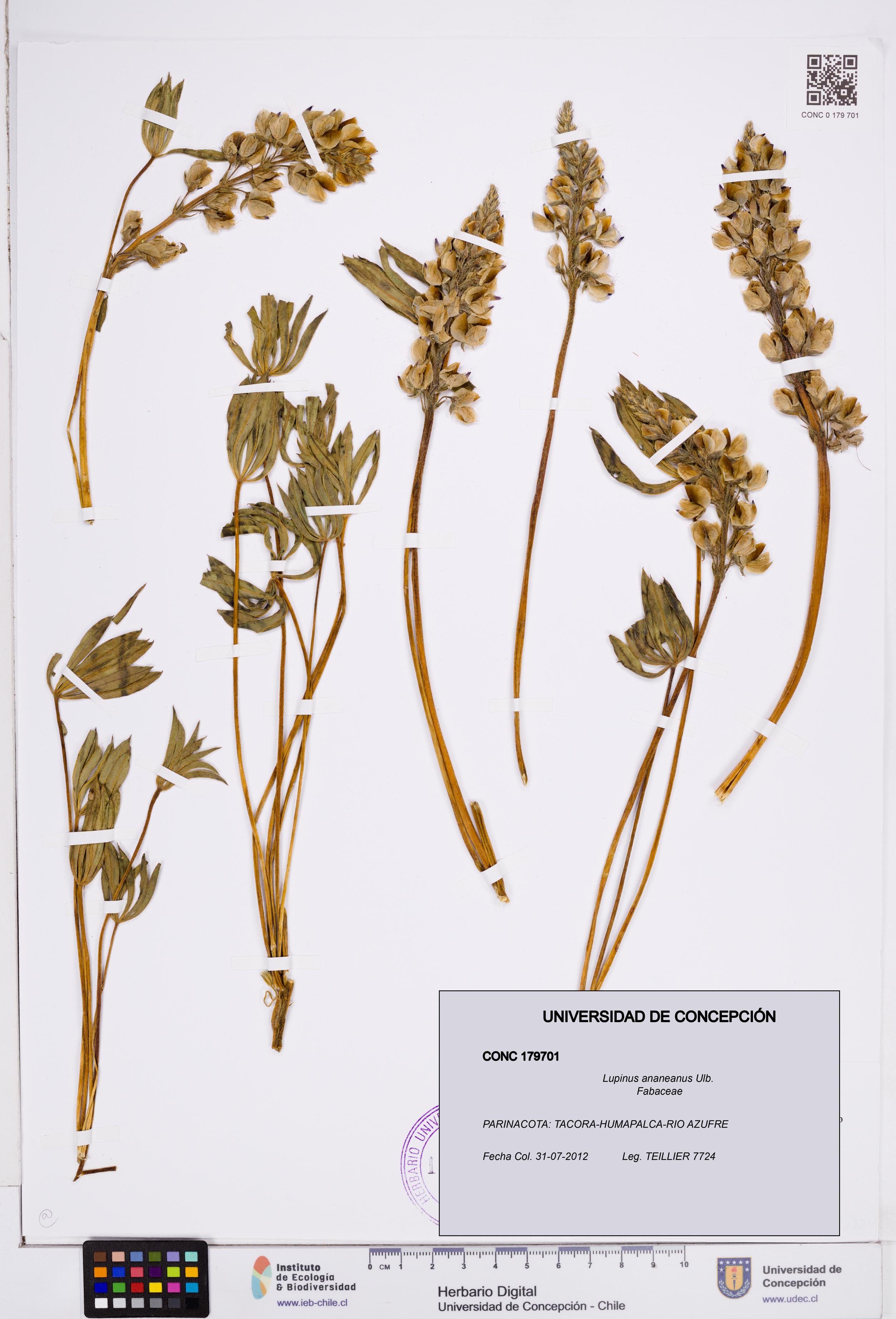 Lupinus ananeanus [Espécimen: ]