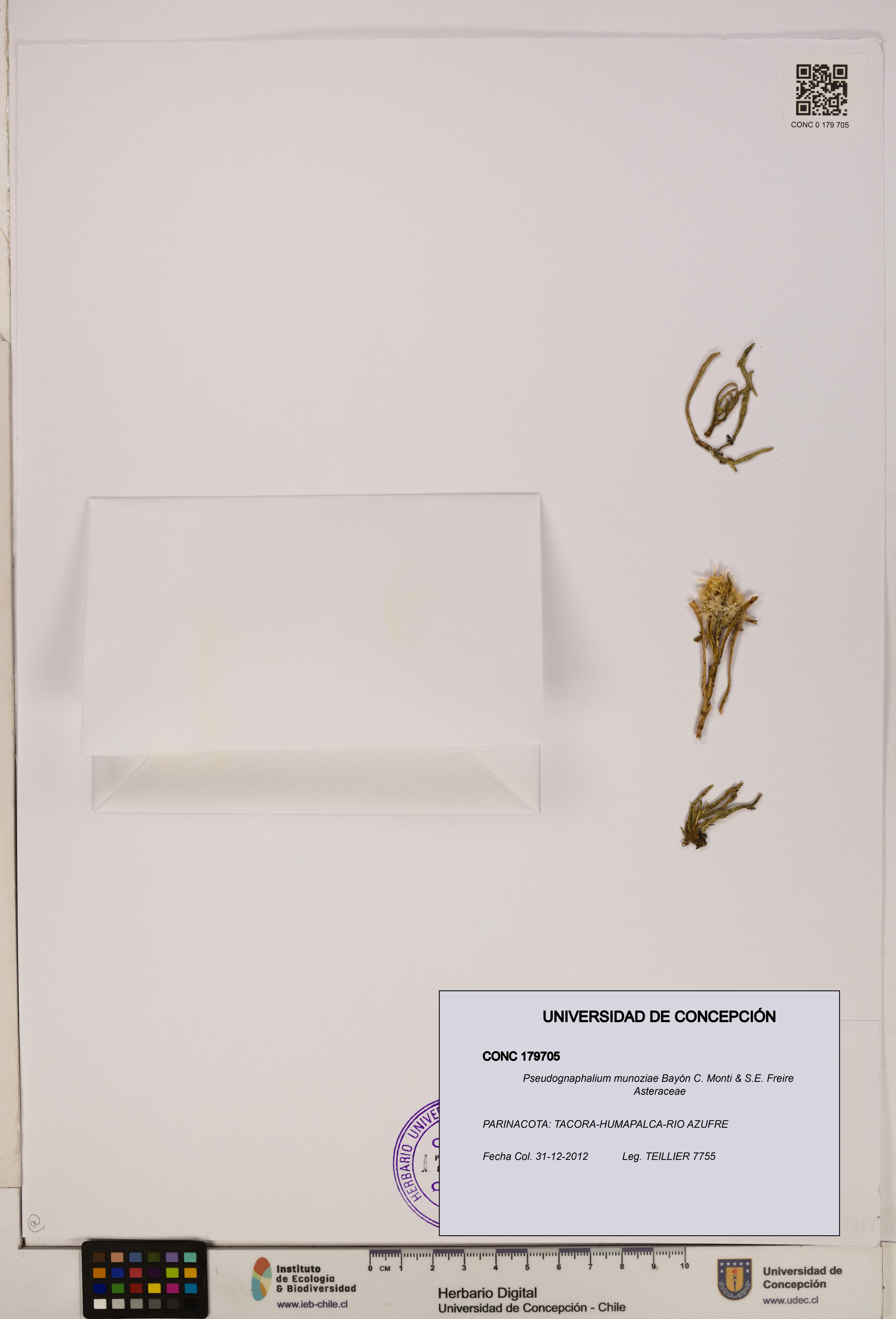 Pseudognaphalium munoziae [Espécimen: ]
