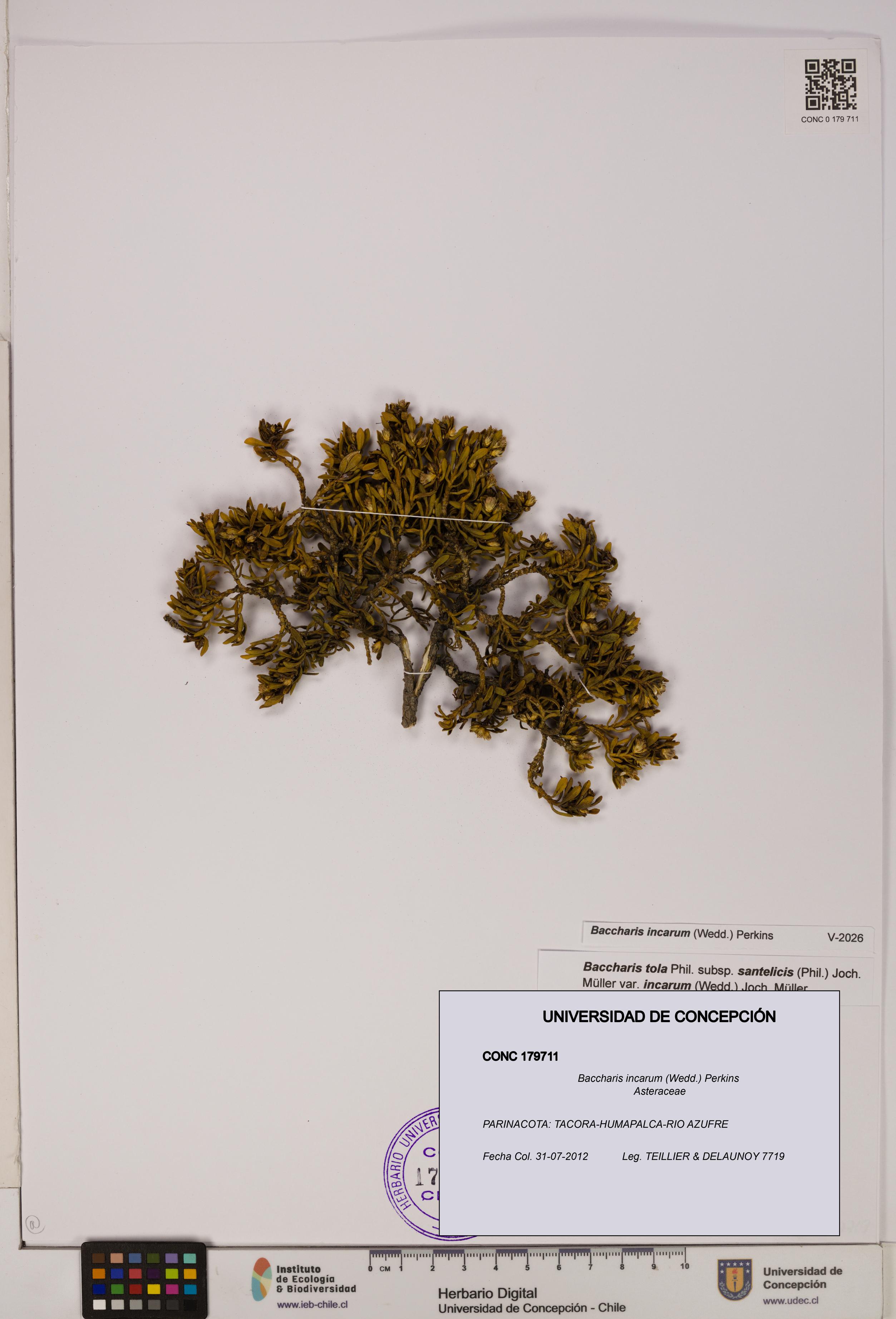 Baccharis incarum [Espécimen: UDEC:CONC:0179711]
