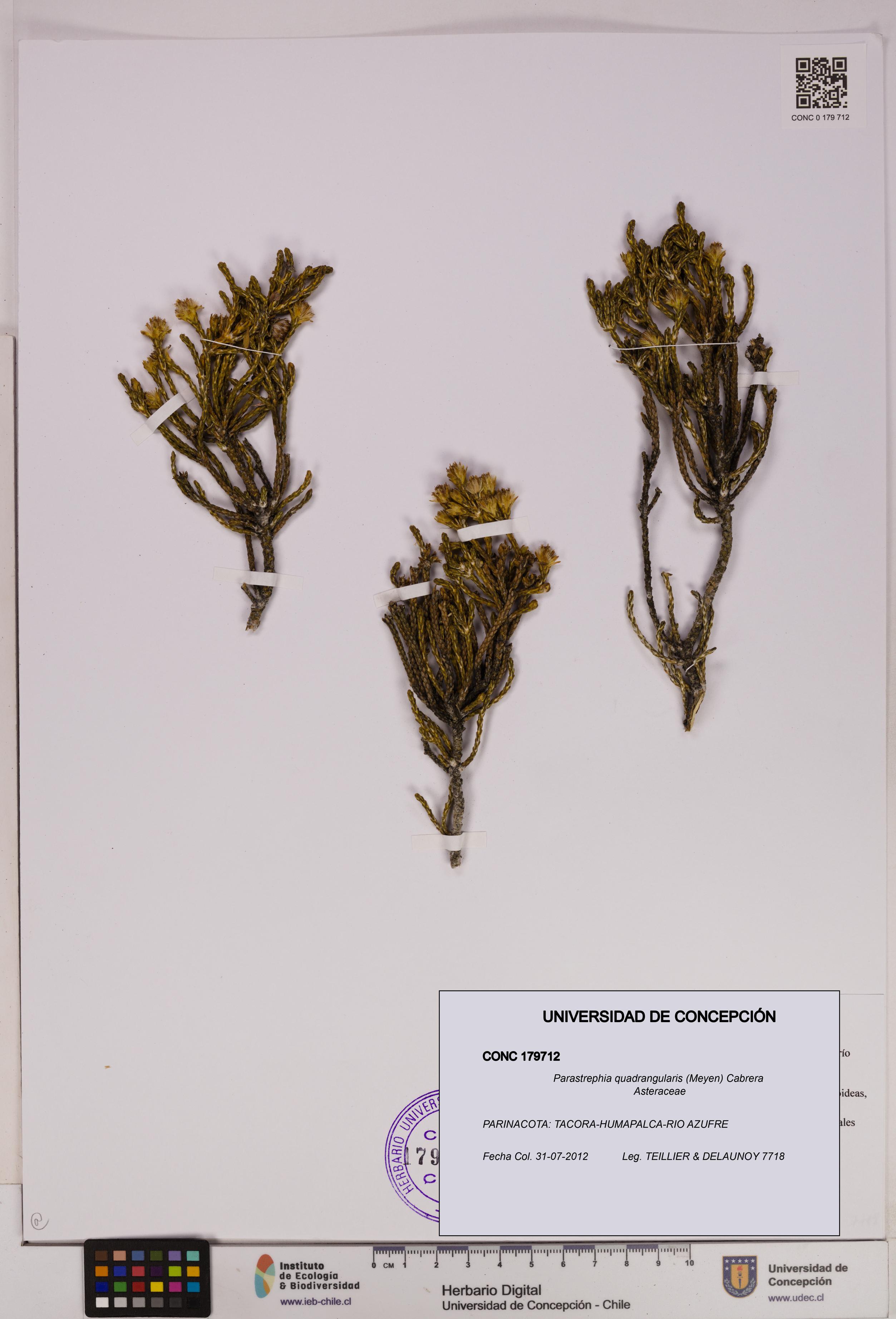Parastrephia quadrangularis [Espécimen: UDEC:CONC:0179712]