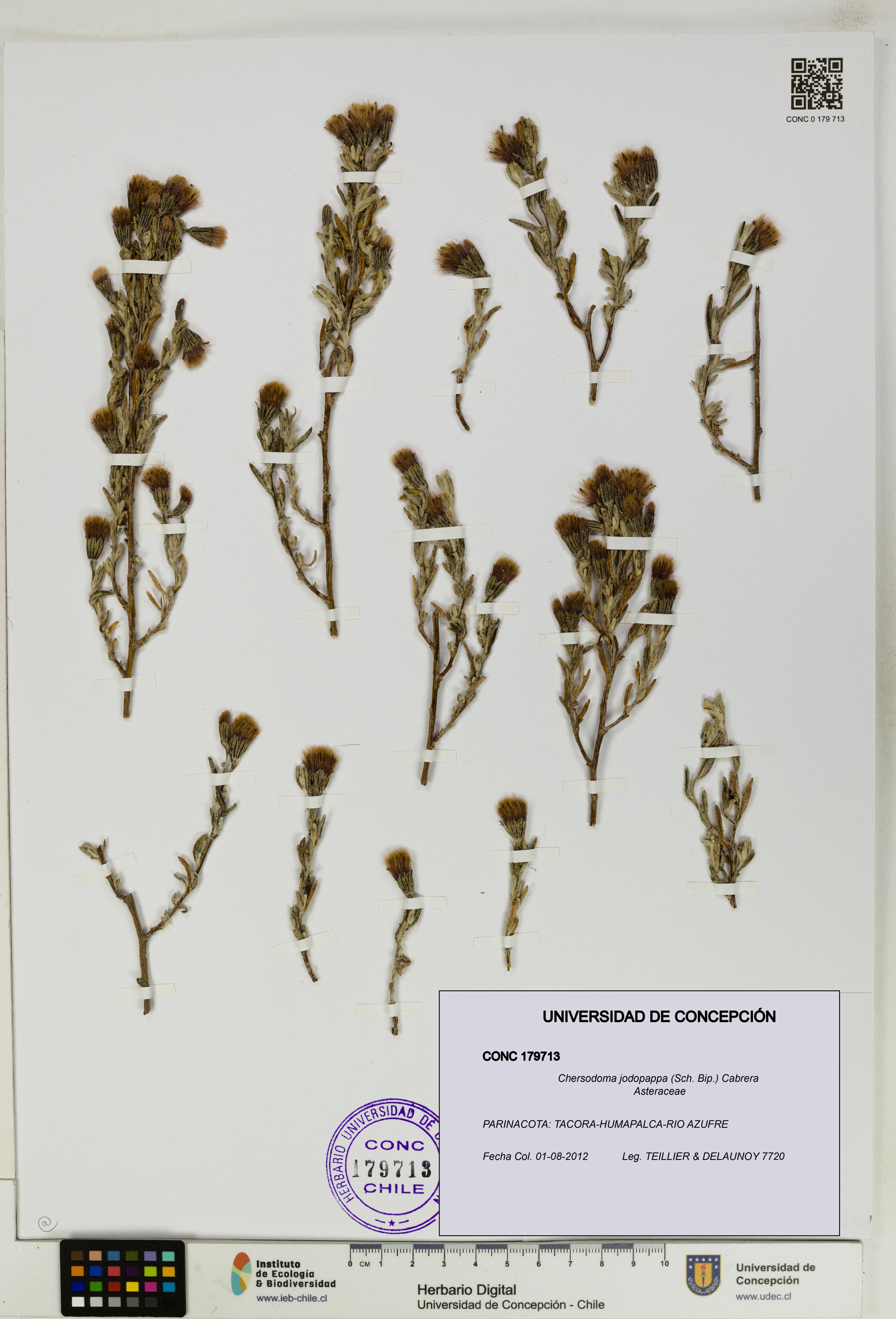 Chersodoma jodopappa [Espécimen: UDEC:CONC:0179713]