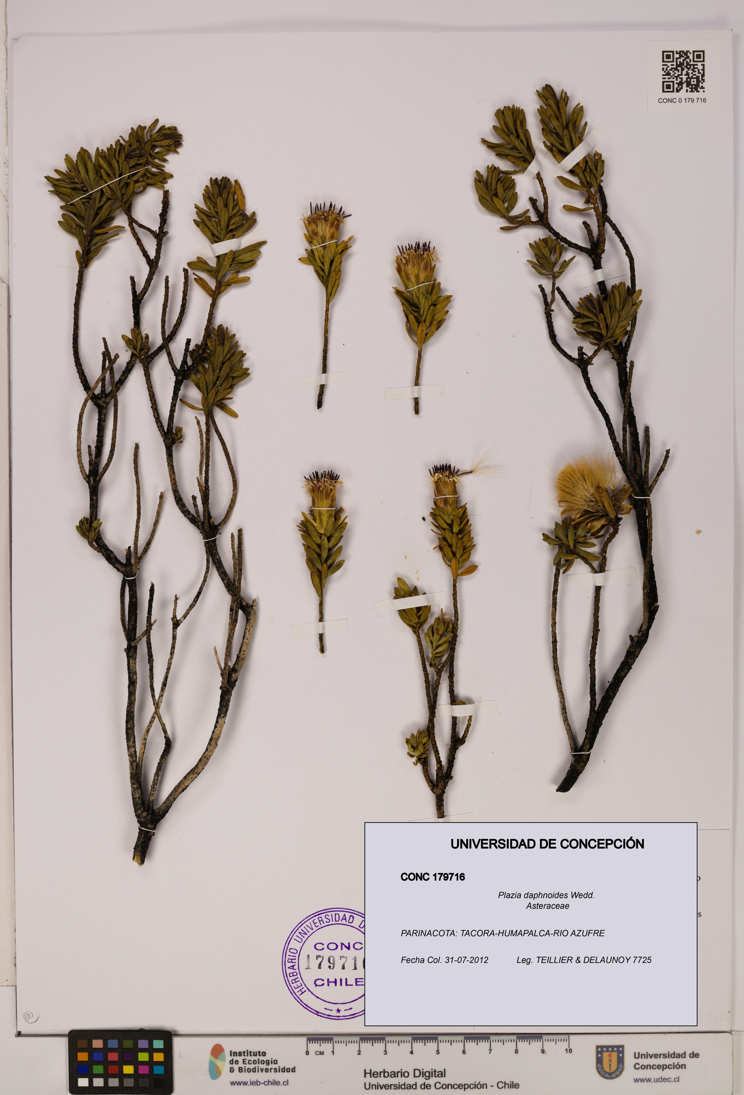 Plazia daphnoides [Espécimen: UDEC:CONC:0179716]