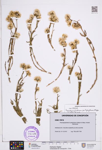 Pseudognaphalium psilophyllum [Espécimen: ]