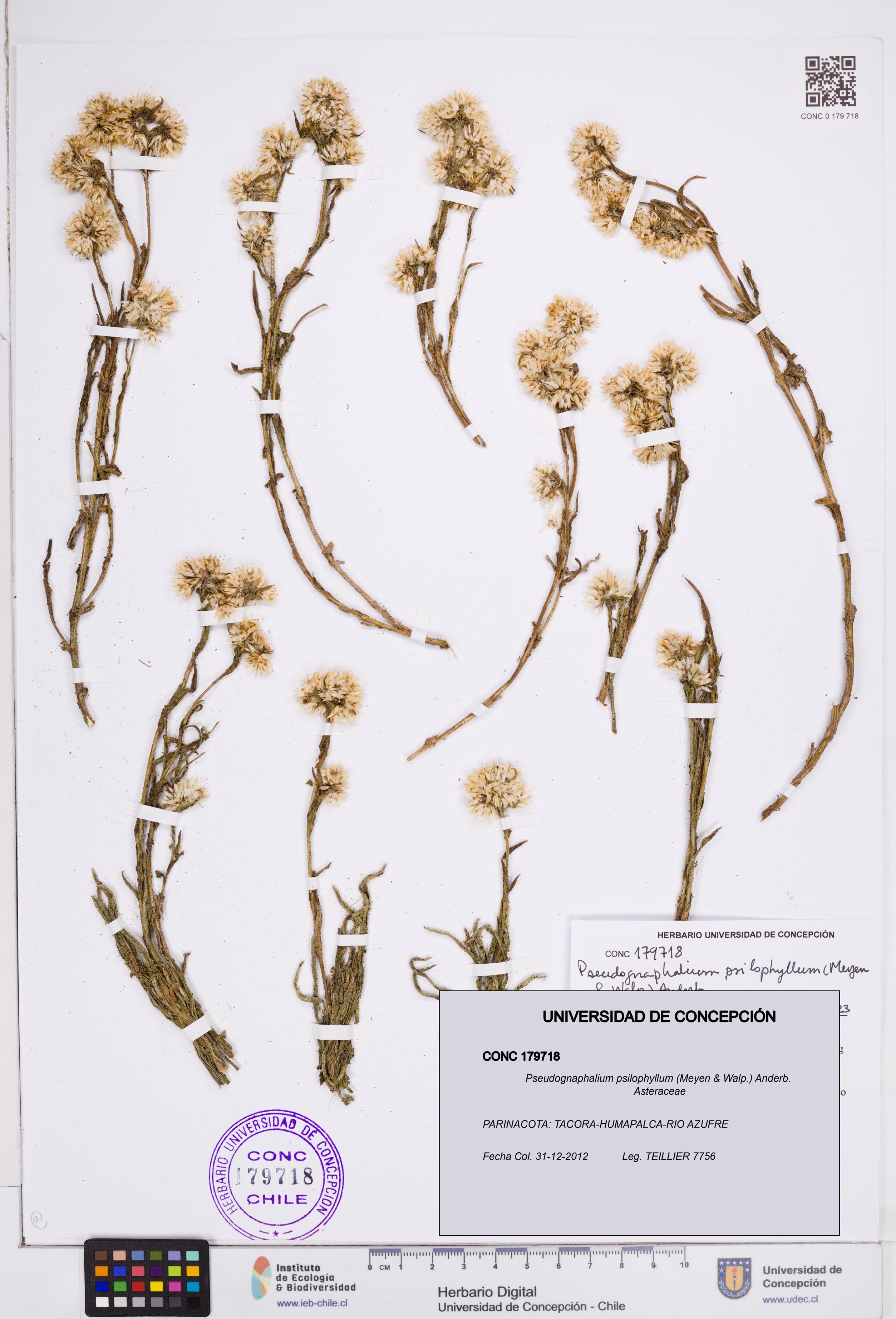 Pseudognaphalium psilophyllum [Espécimen: ]