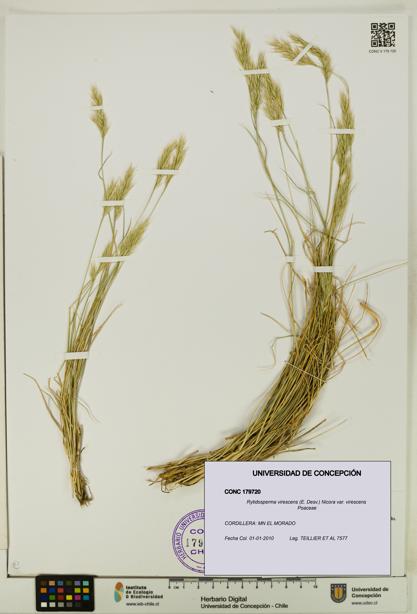 Rytidosperma virescens var. virescens [Espécimen: UDEC:CONC:0179720]