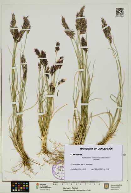 Rytidosperma violaceum [Espécimen: UDEC:CONC:0179721]