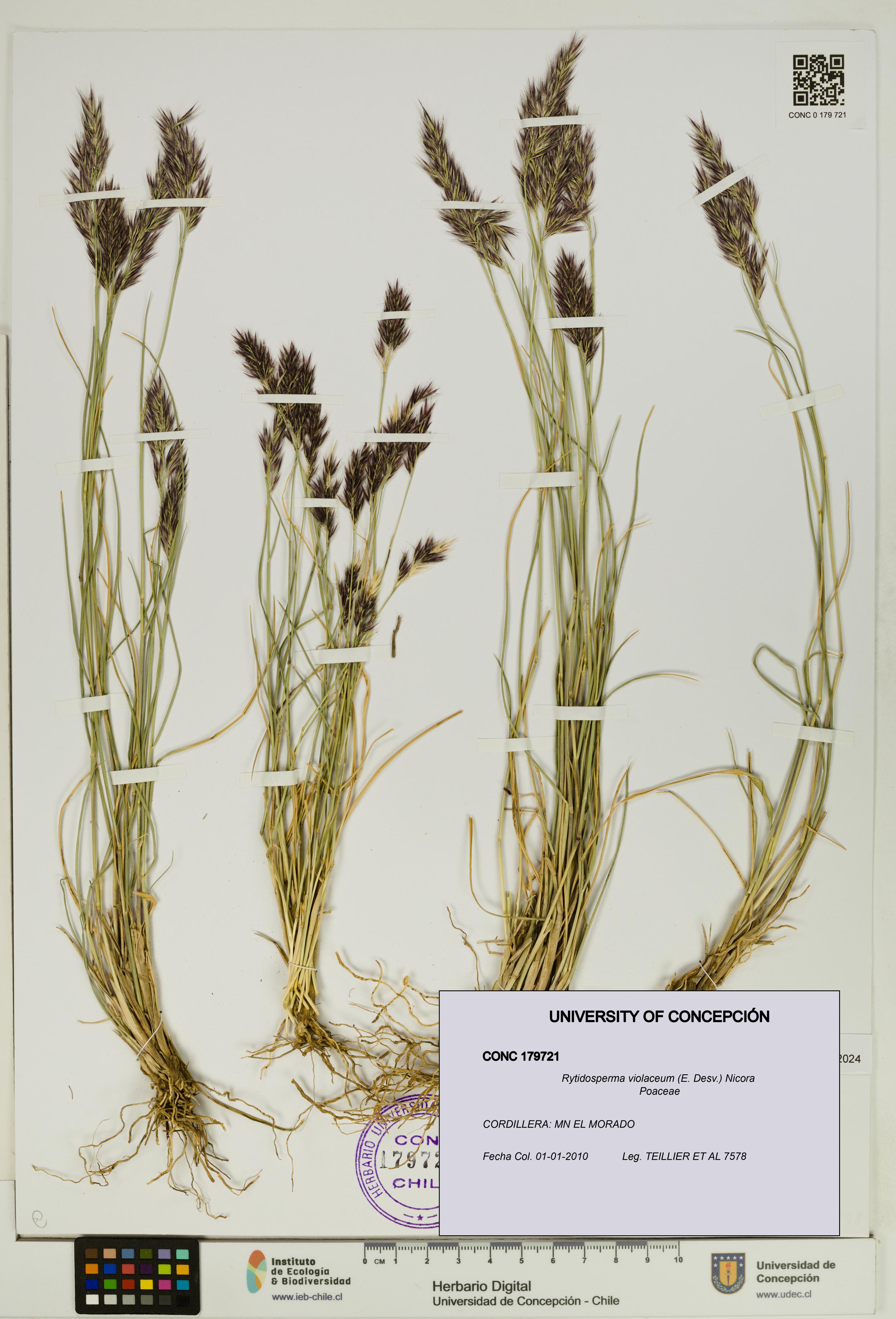 Rytidosperma violaceum [Espécimen: UDEC:CONC:0179721]