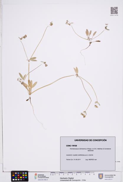 Homalocarpus dichotomus [Espécimen: ]