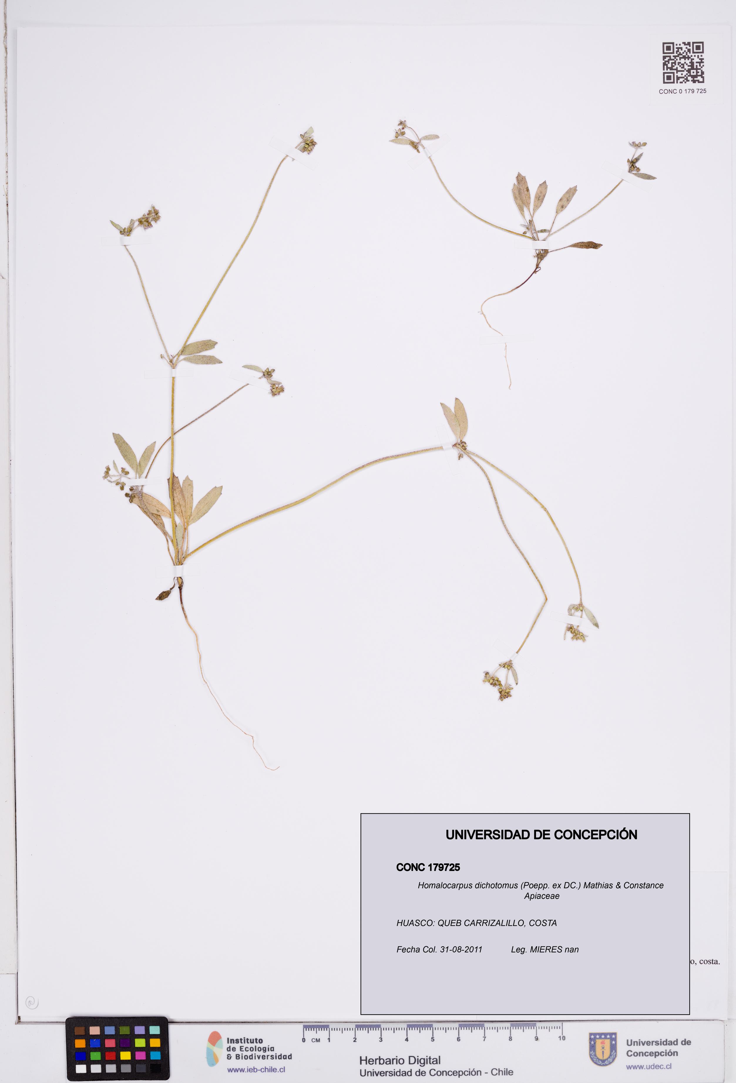 Homalocarpus dichotomus [Espécimen: ]