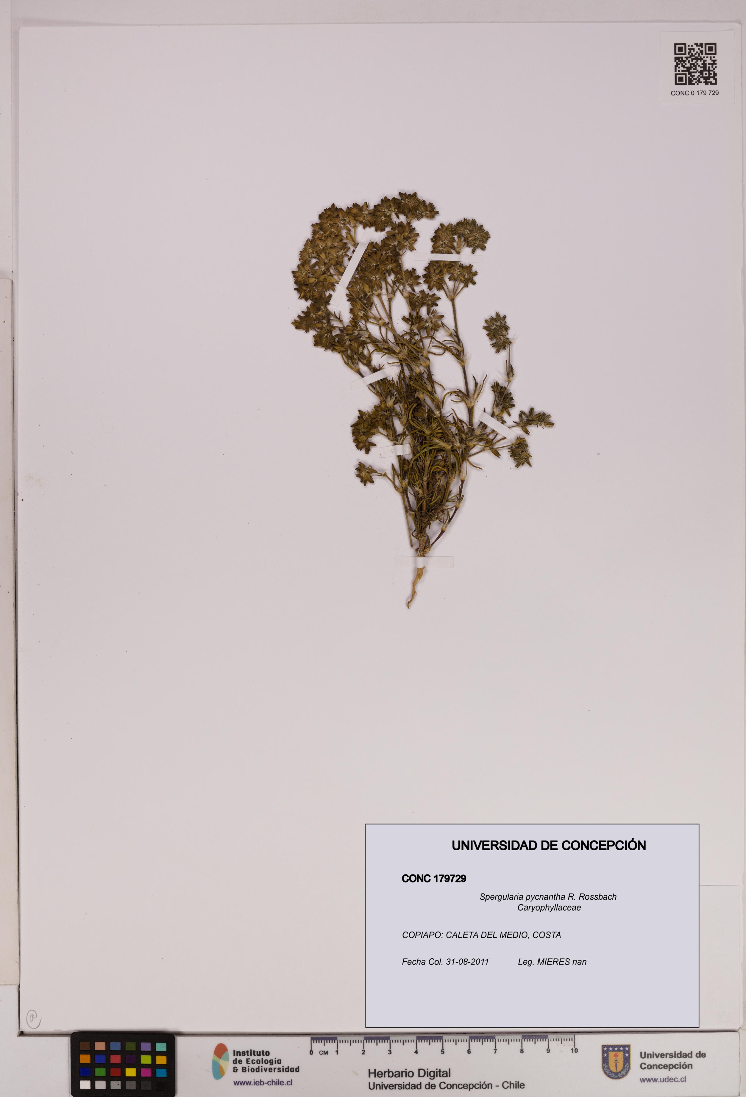 Spergularia pycnantha [Espécimen: UDEC:CONC:0179729]