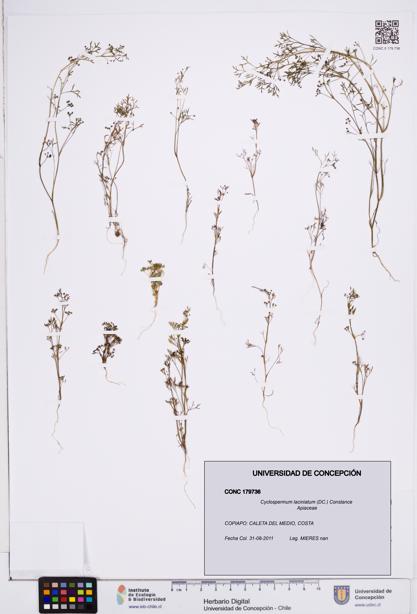 Cyclospermum laciniatum [Espécimen: ]