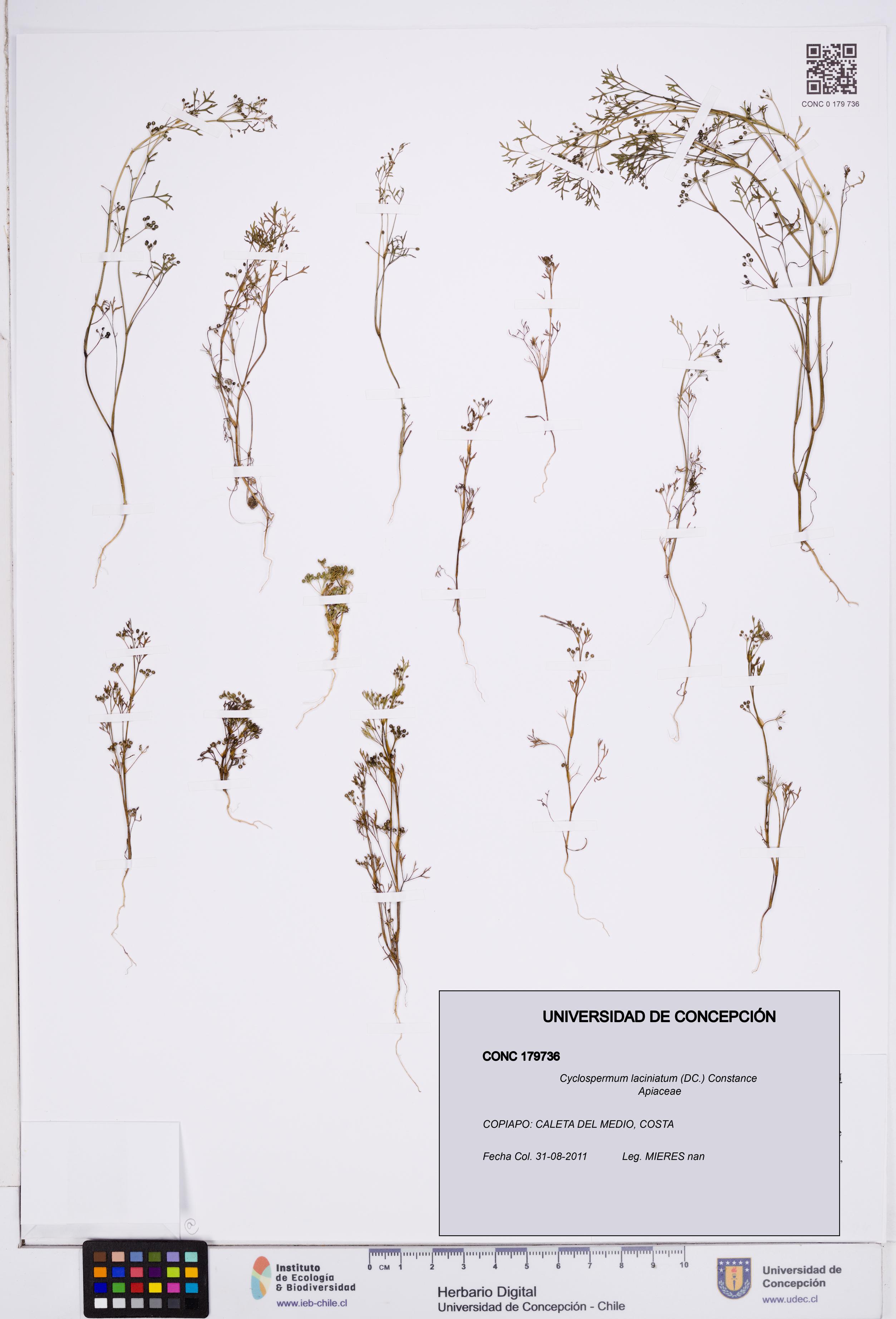 Cyclospermum laciniatum [Espécimen: ]