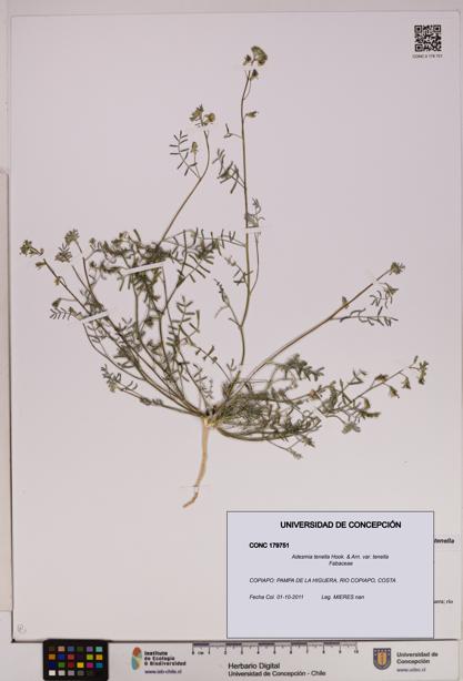 Adesmia tenella var. tenella [Espécimen: UDEC:CONC:0179751]