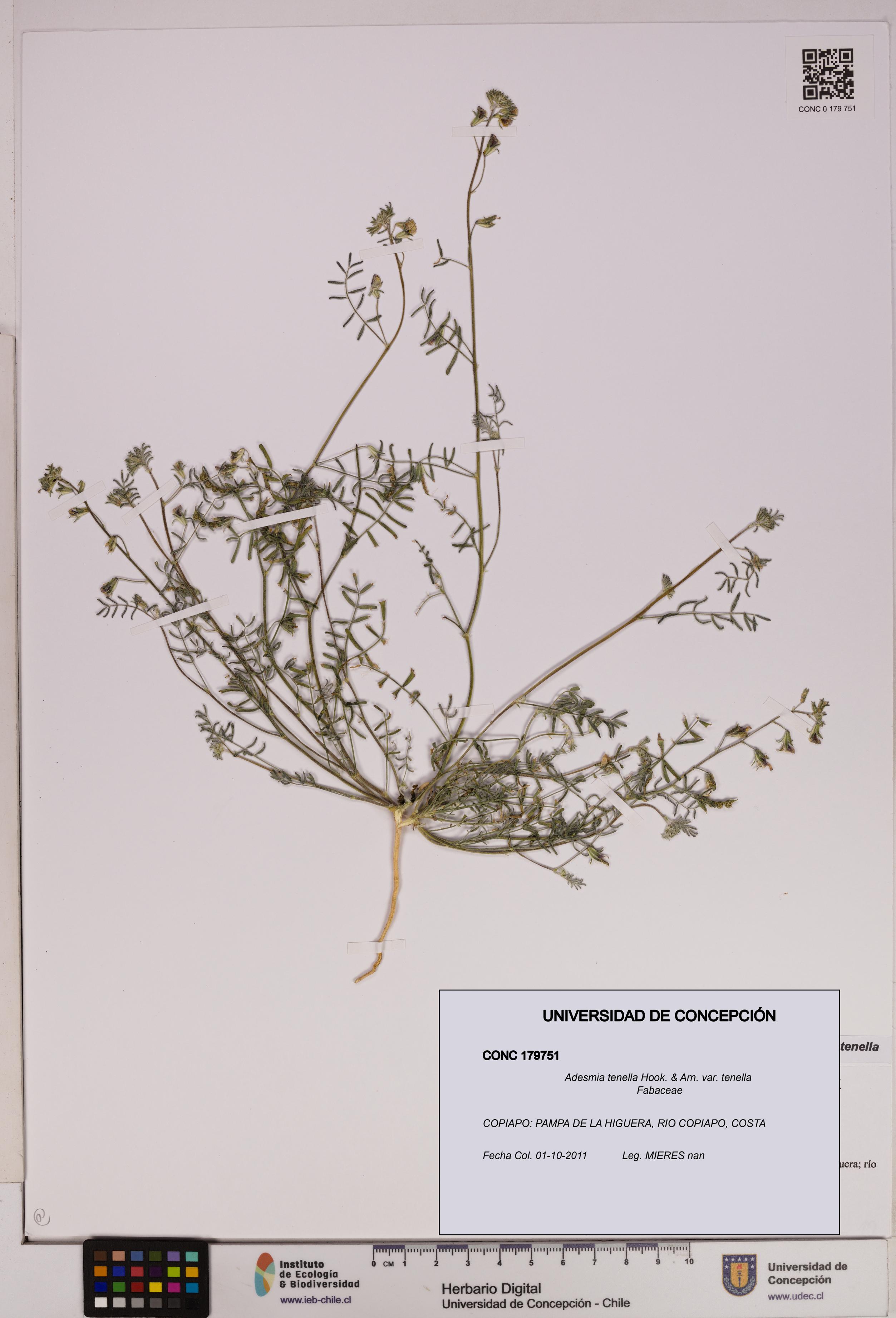 Adesmia tenella var. tenella [Espécimen: UDEC:CONC:0179751]