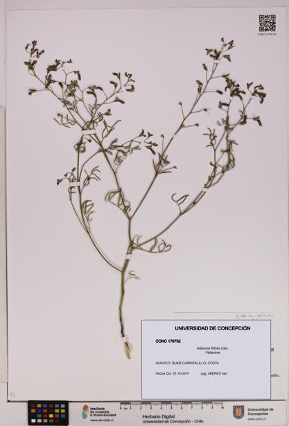 Adesmia filifolia [Espécimen: UDEC:CONC:0179752]
