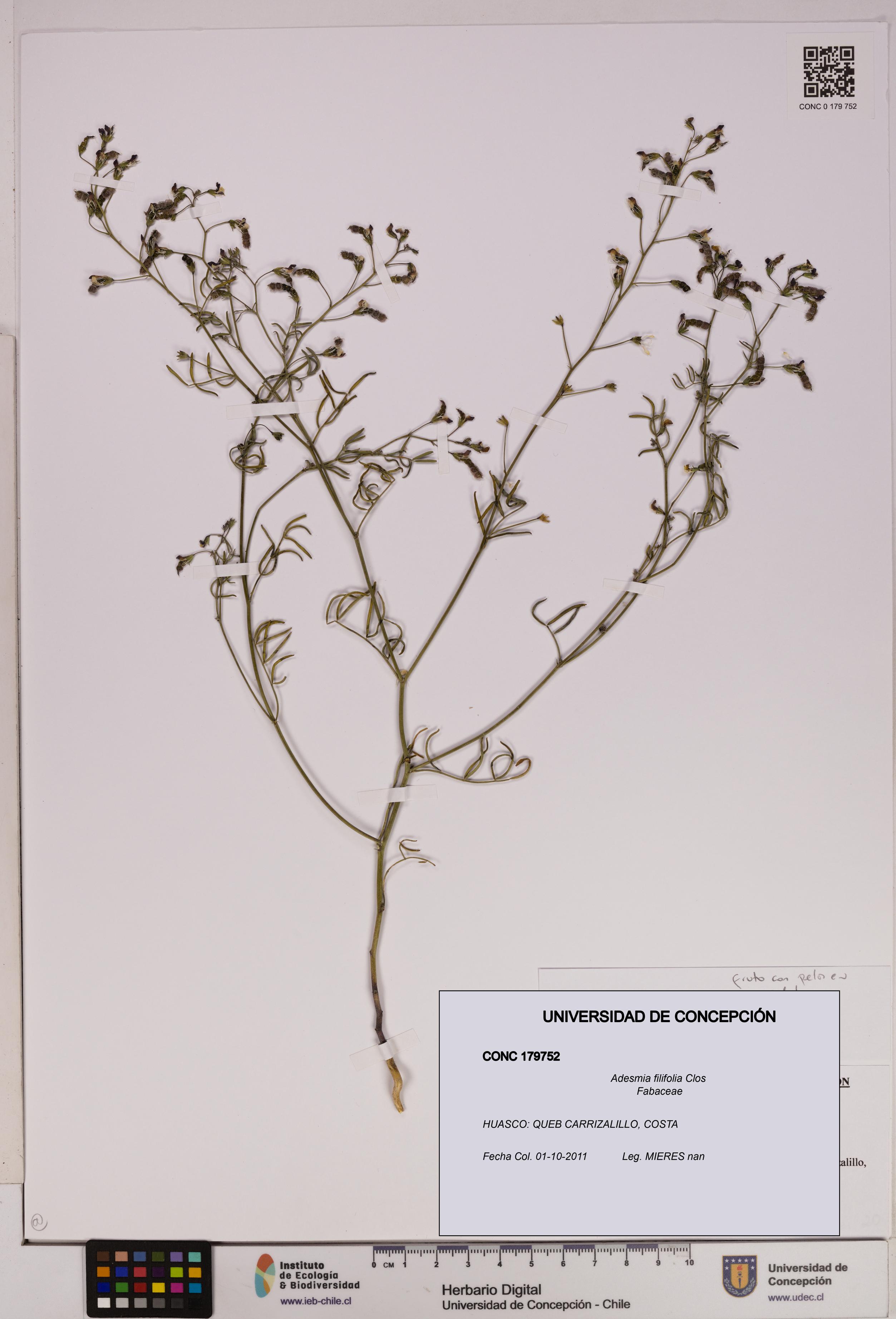 Adesmia filifolia [Espécimen: UDEC:CONC:0179752]