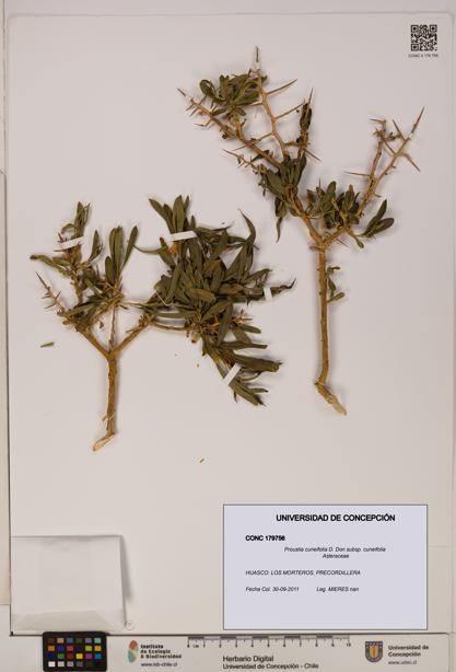 Proustia cuneifolia subsp. cuneifolia [Espécimen: UDEC:CONC:0179756]