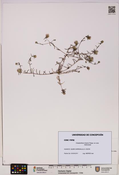 Chaetanthera linearis [Espécimen: UDEC:CONC:0179762]