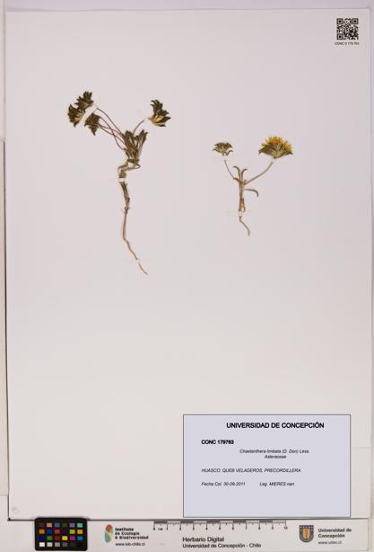 Chaetanthera limbata [Espécimen: UDEC:CONC:0179763]