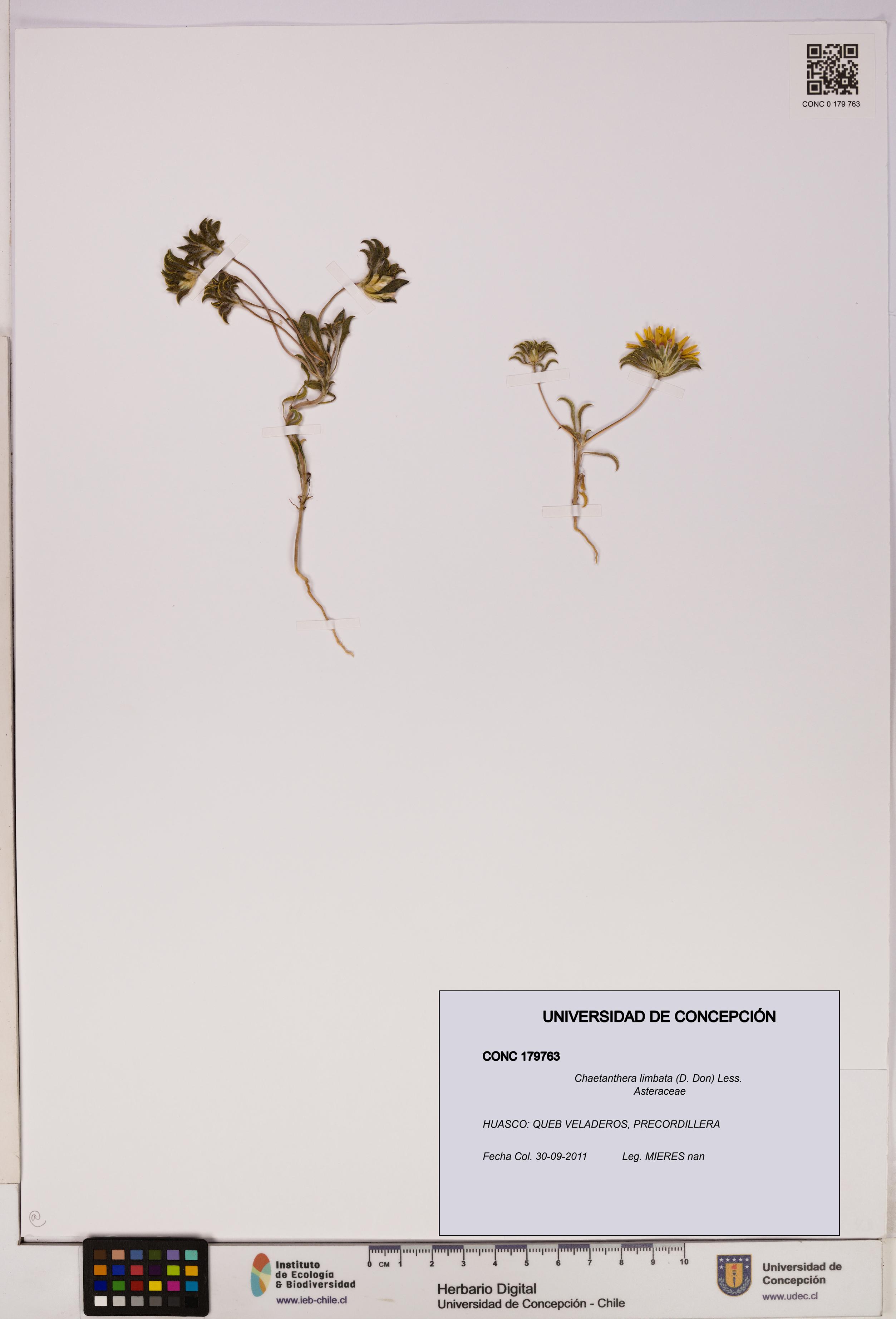 Chaetanthera limbata [Espécimen: UDEC:CONC:0179763]