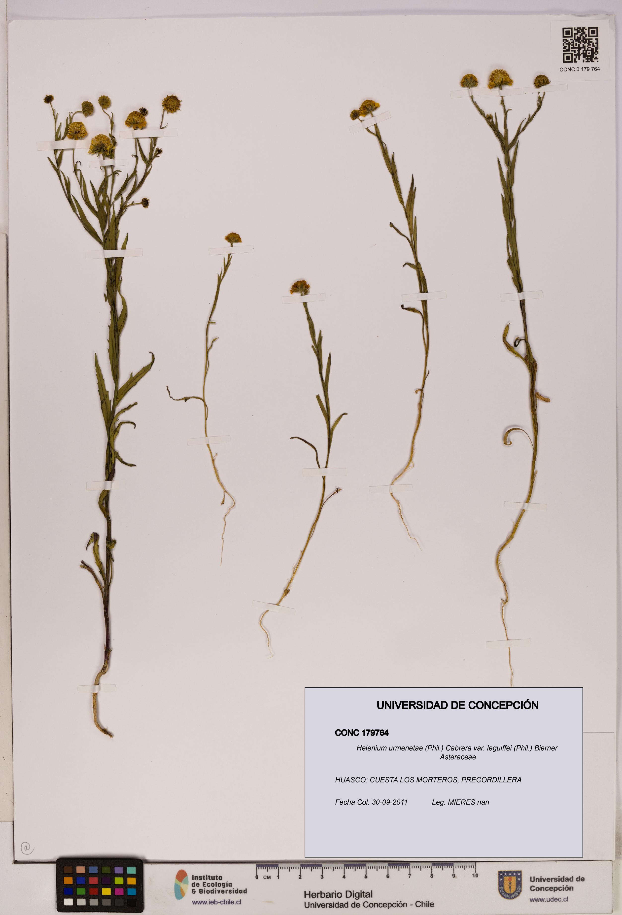Helenium urmenetae var. leguiffei [Espécimen: UDEC:CONC:0179764]