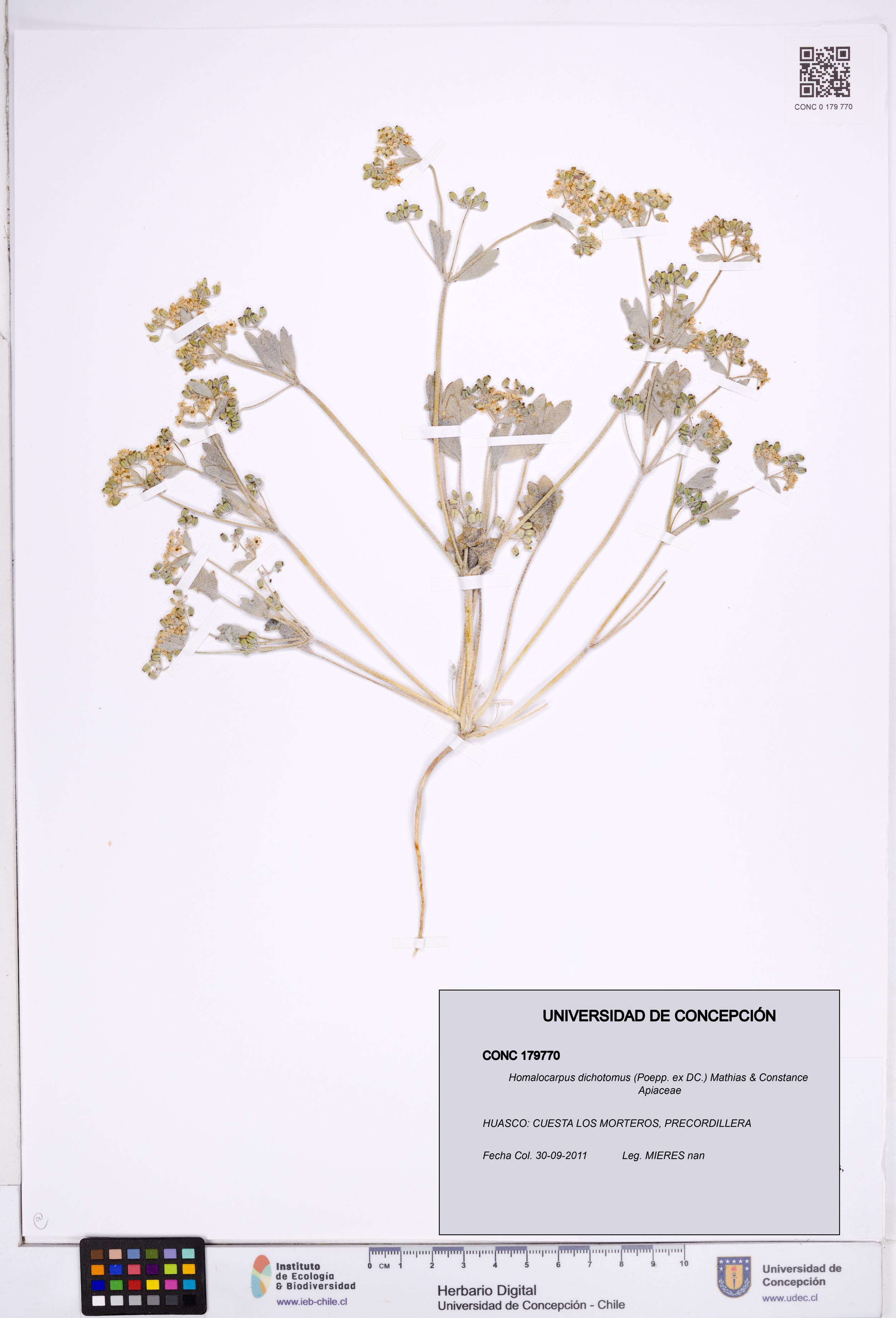 Homalocarpus dichotomus [Espécimen: ]