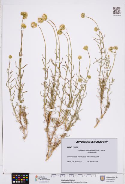 Cryptantha gnaphalioides [Espécimen: ]