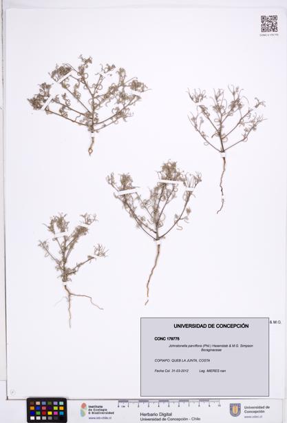 Johnstonella parviflora [Espécimen: ]