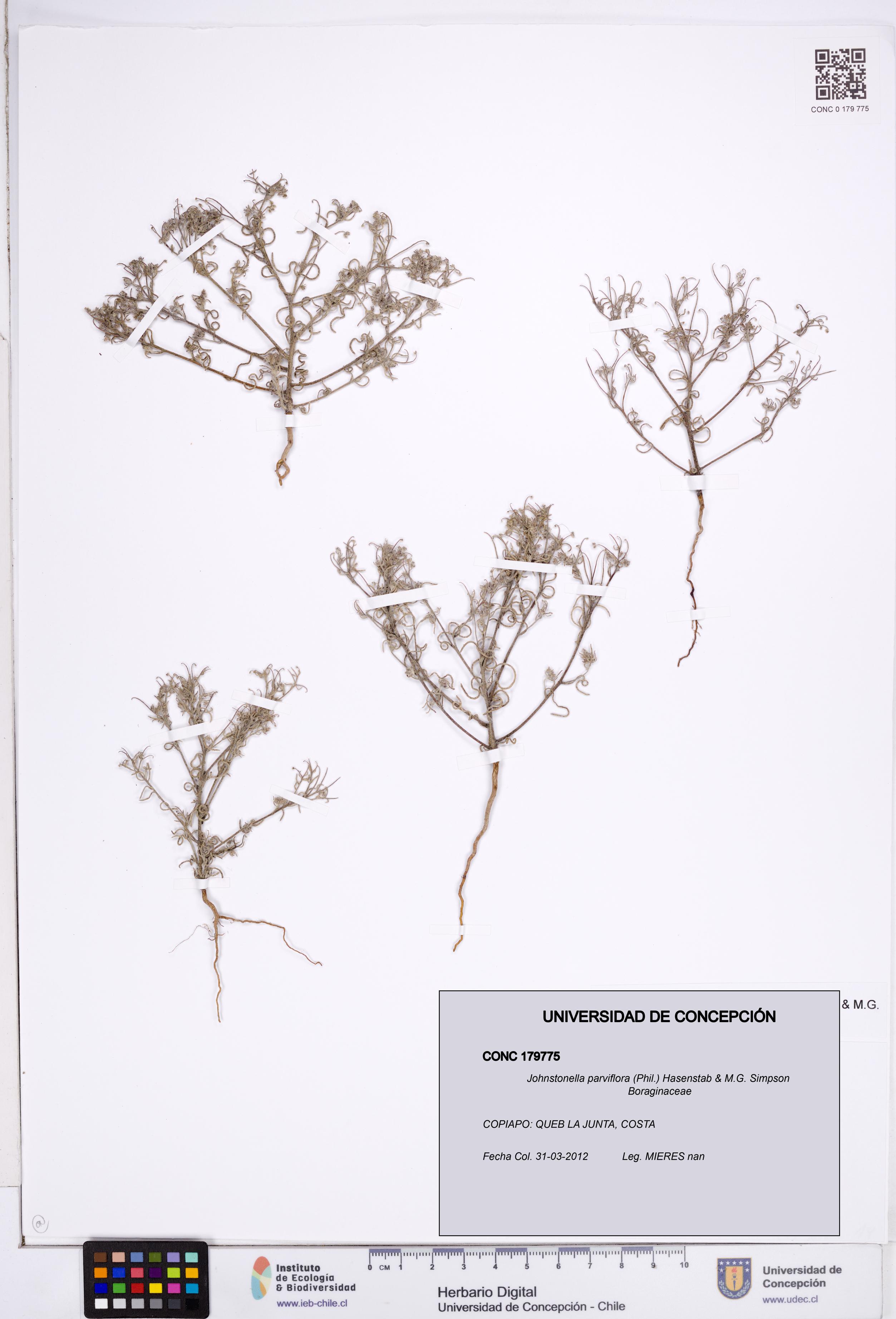 Johnstonella parviflora [Espécimen: ]